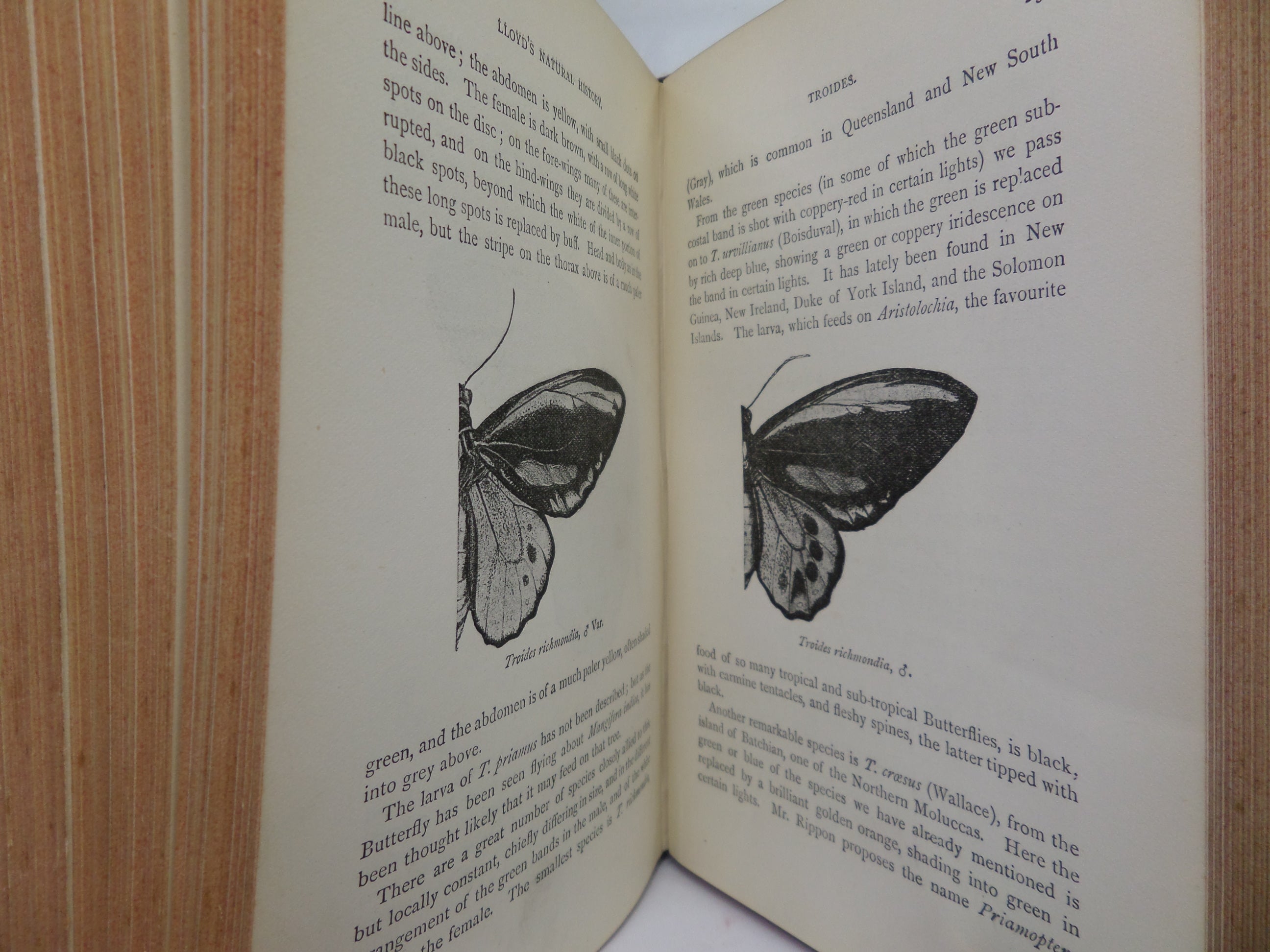 A HAND-BOOK TO THE ORDER LEPIDOPTERA [BUTTERFLIES & MOTHS] BY W.F. KIRBY 1896-97