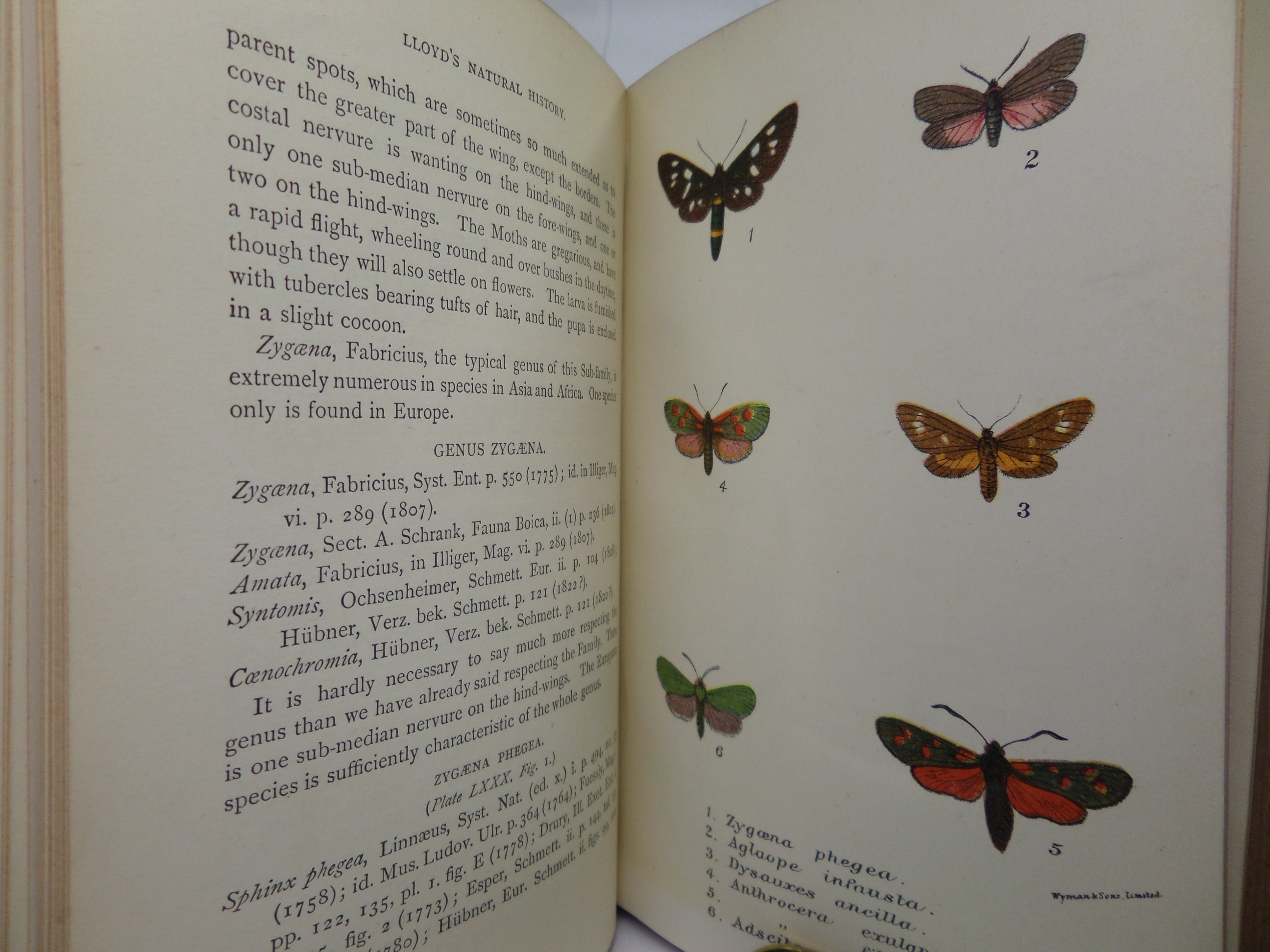 A HAND-BOOK TO THE ORDER LEPIDOPTERA [BUTTERFLIES & MOTHS] BY W.F. KIRBY 1896-97