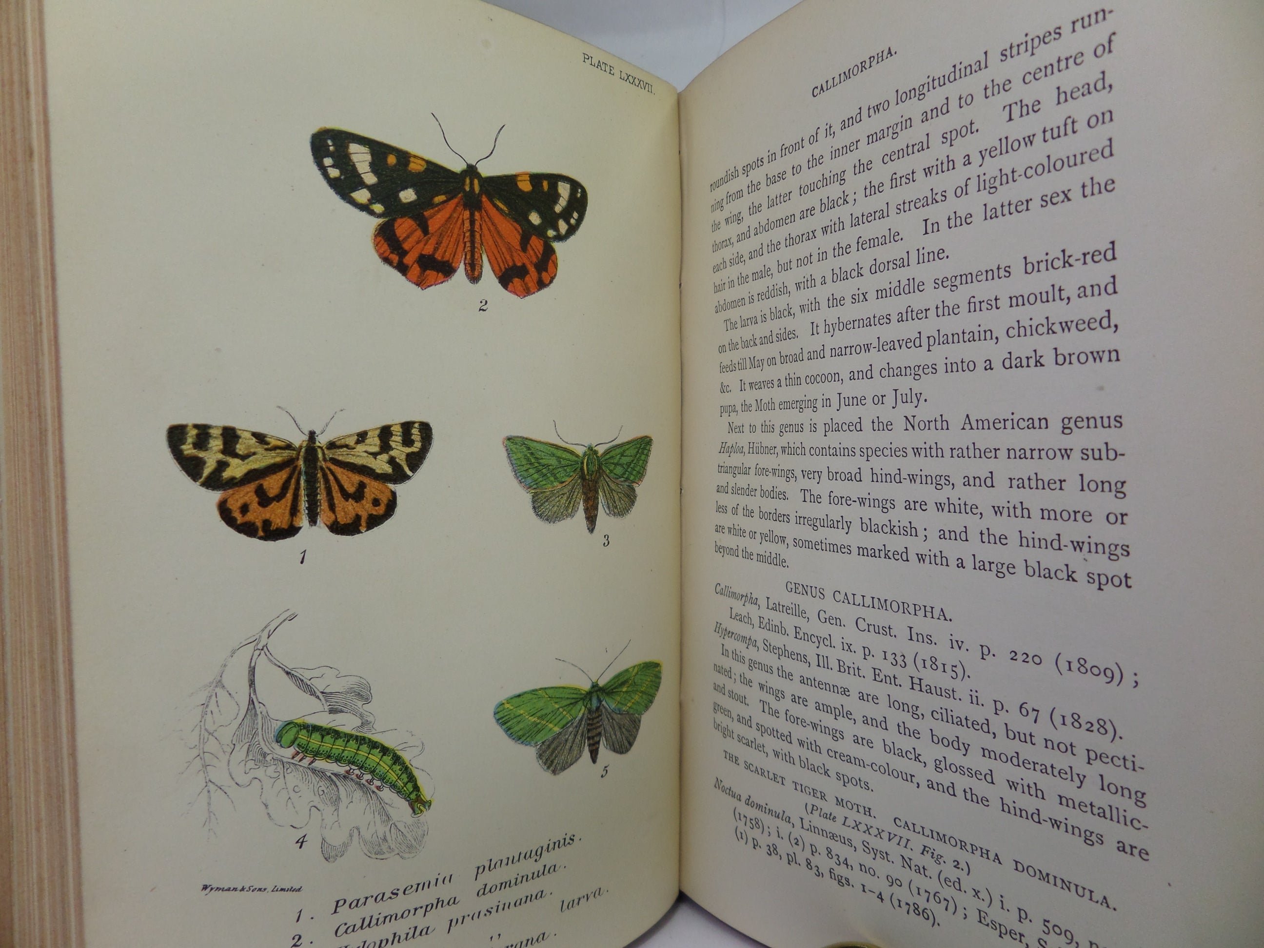 A HAND-BOOK TO THE ORDER LEPIDOPTERA [BUTTERFLIES & MOTHS] BY W.F. KIRBY 1896-97