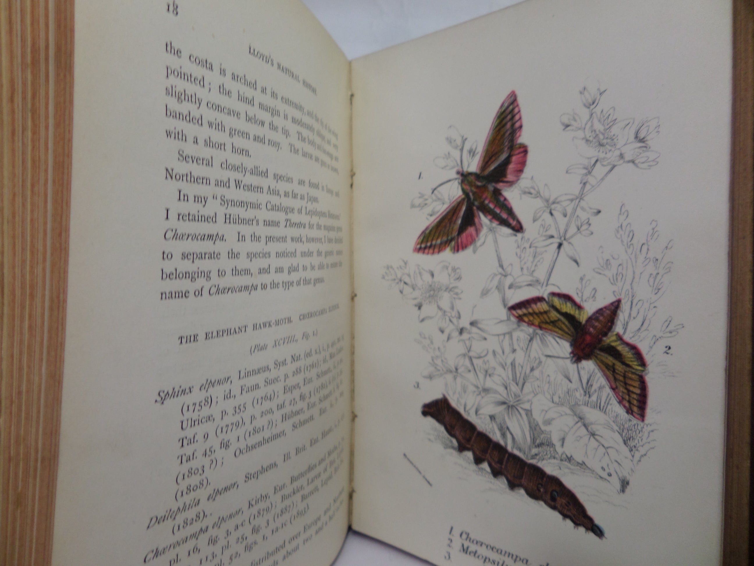 A HAND-BOOK TO THE ORDER LEPIDOPTERA [BUTTERFLIES & MOTHS] BY W.F. KIRBY 1896-97