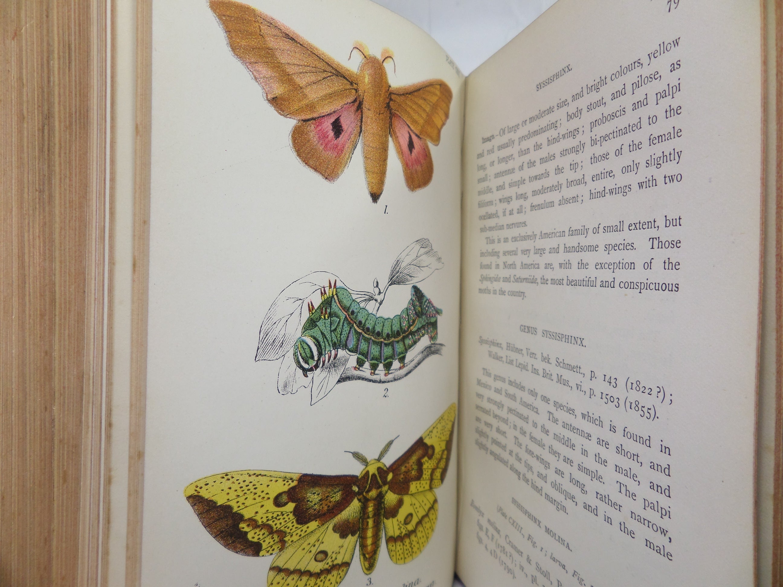 A HAND-BOOK TO THE ORDER LEPIDOPTERA [BUTTERFLIES & MOTHS] BY W.F. KIRBY 1896-97