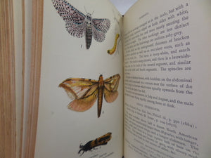 A HAND BOOK TO THE ORDER LEPIDOPTERA BUTTERFLIES MOTHS BY W.F