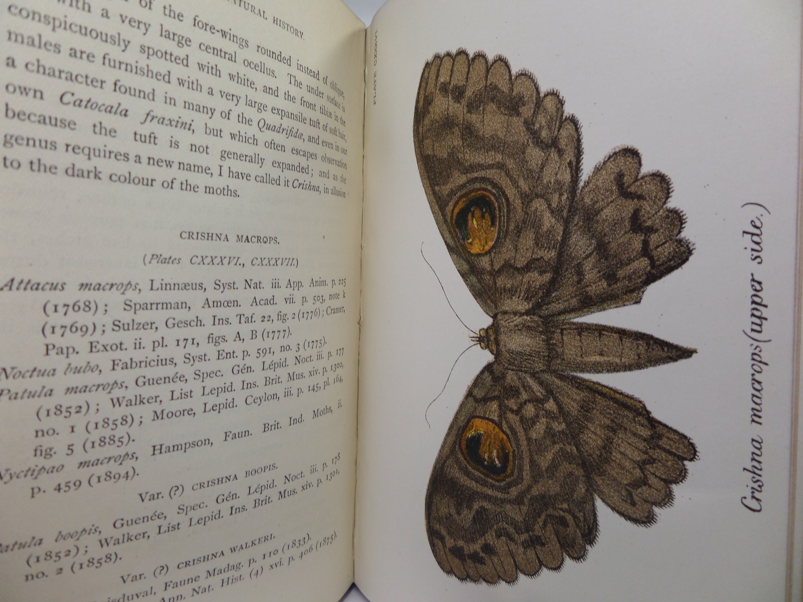 A HAND-BOOK TO THE ORDER LEPIDOPTERA [BUTTERFLIES & MOTHS] BY W.F. KIRBY 1896-97