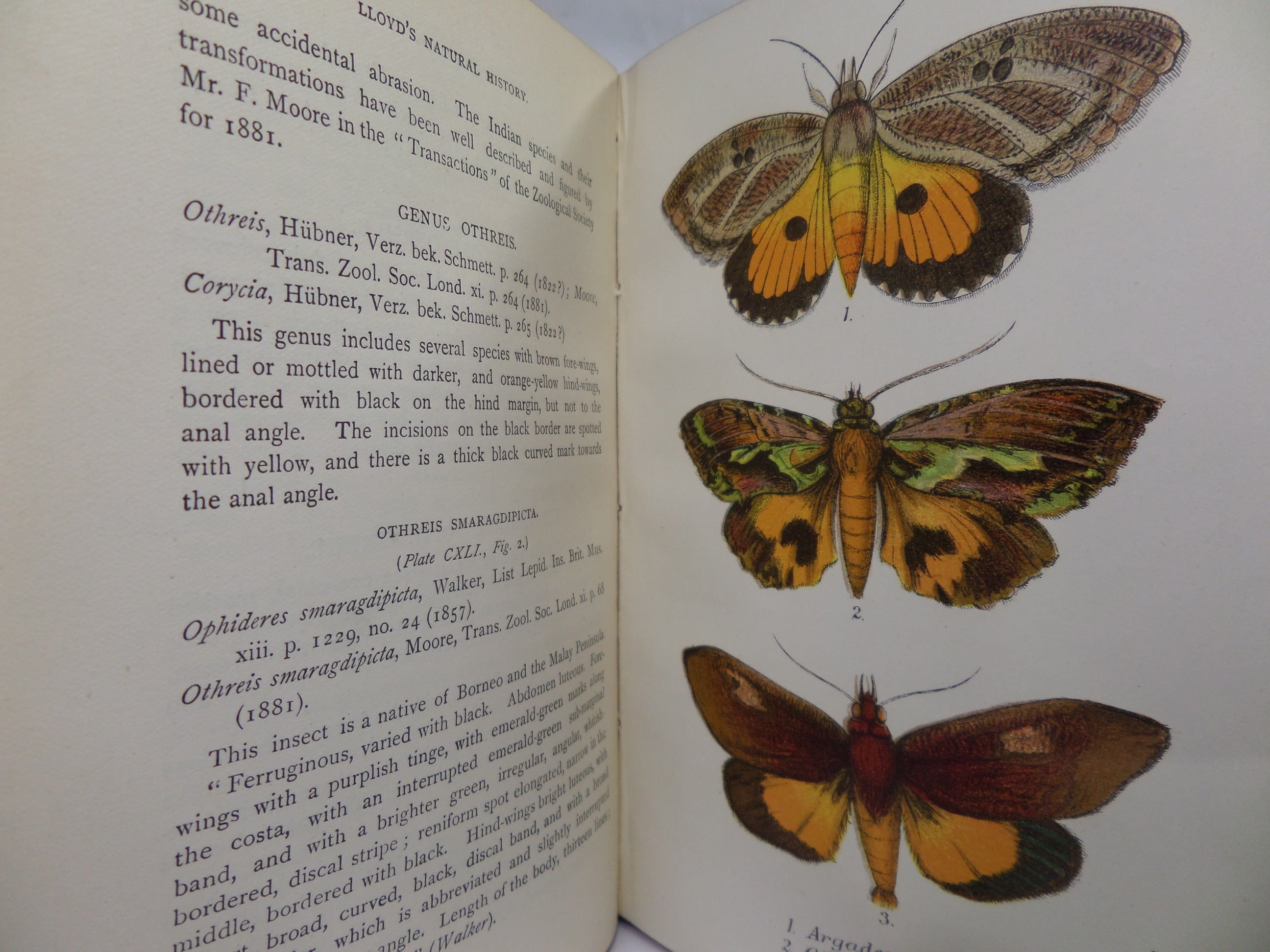 A HAND-BOOK TO THE ORDER LEPIDOPTERA [BUTTERFLIES & MOTHS] BY W.F. KIRBY 1896-97