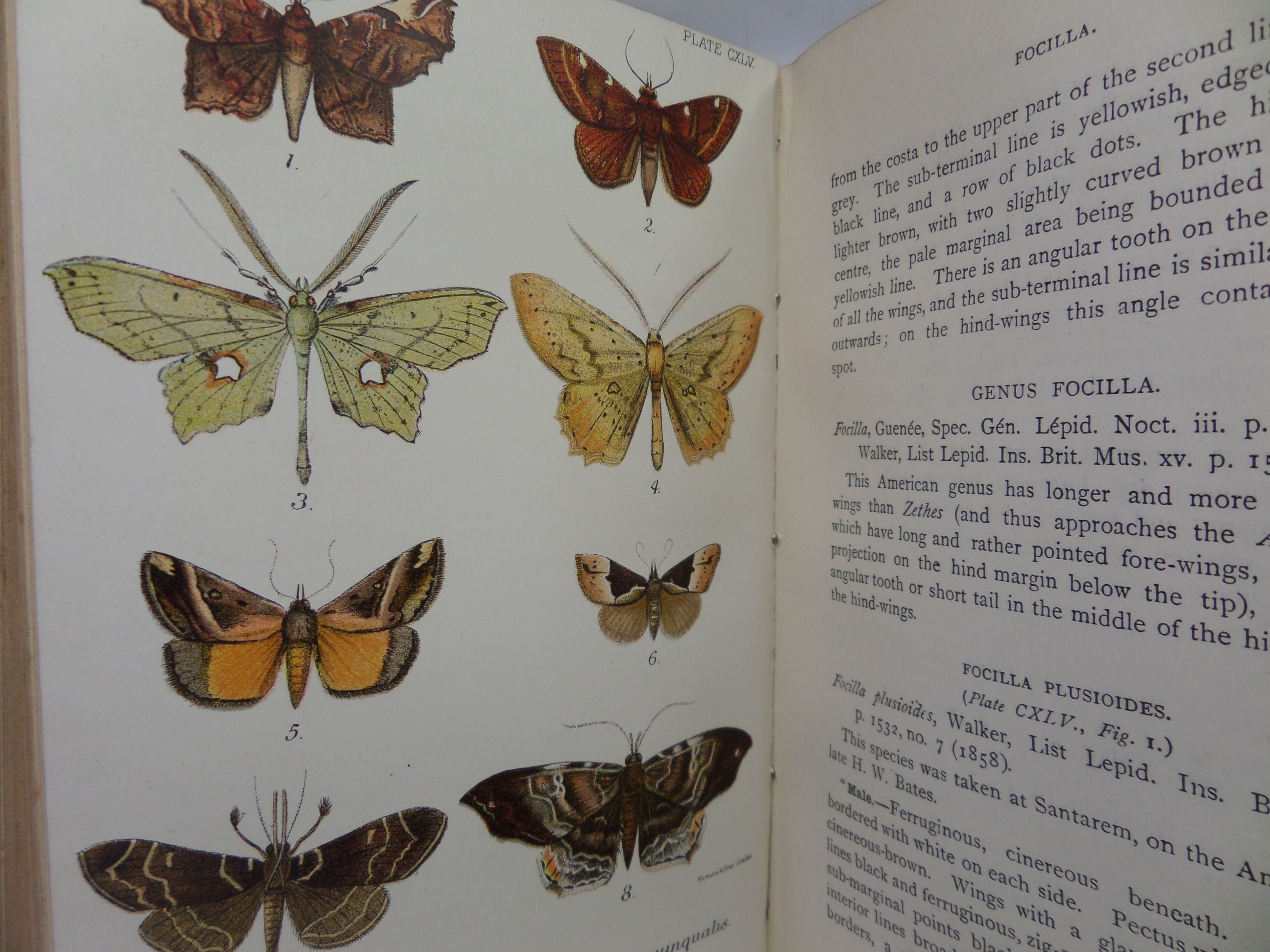 A HAND-BOOK TO THE ORDER LEPIDOPTERA [BUTTERFLIES & MOTHS] BY W.F. KIRBY 1896-97