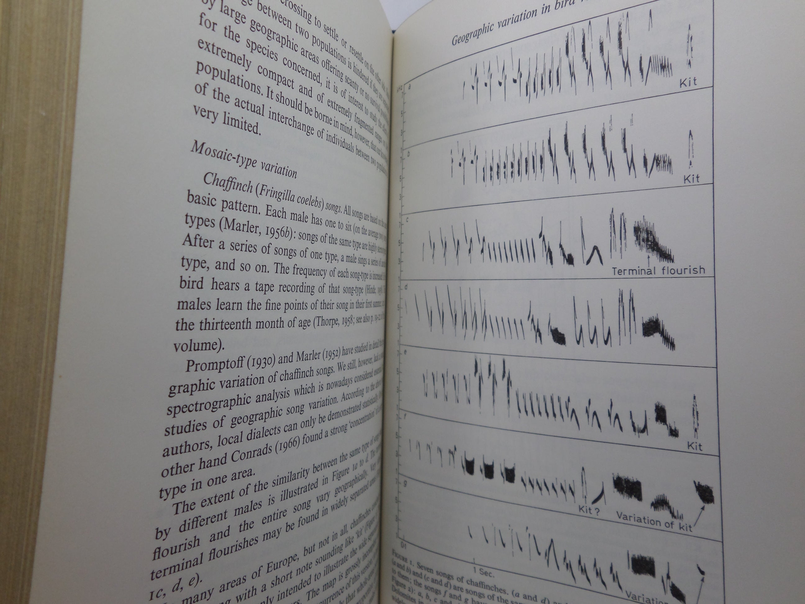 BIRD VOCALIZATIONS EDITED BY R. A. HINDE 1969 FINE BINDING BY MORRELL