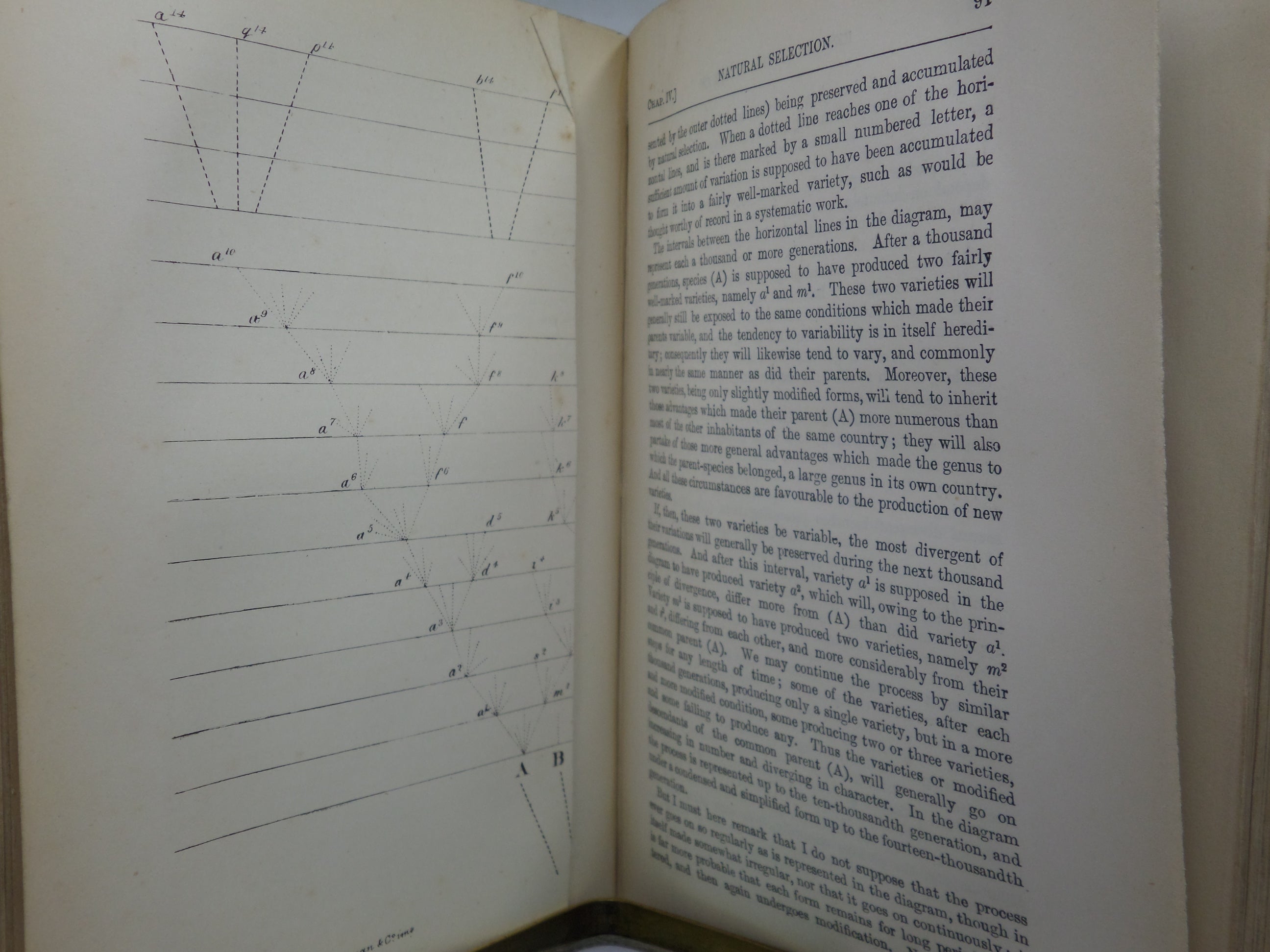 THE ORIGIN OF SPECIES BY CHARLES DARWIN 1885 SIXTH EDITION