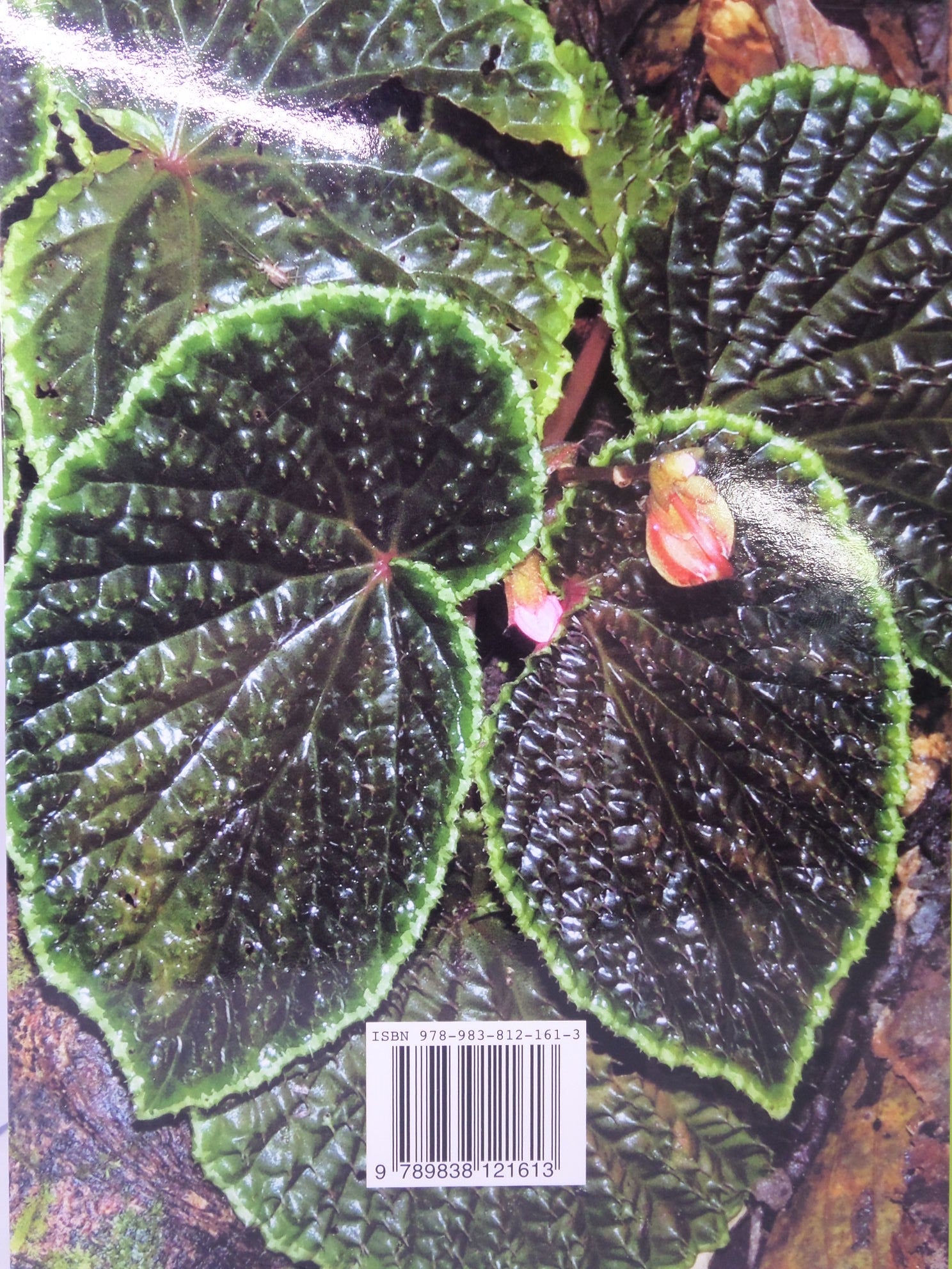 A GUIDE TO BEGONIAS OF BORNEO BY RUTH KIEW 2015 HARDCOVER