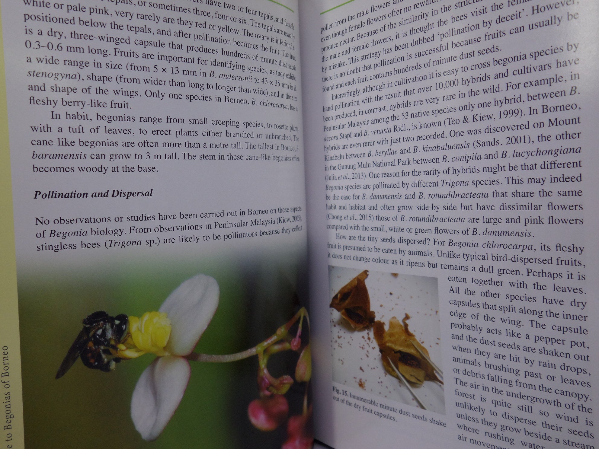 A GUIDE TO BEGONIAS OF BORNEO BY RUTH KIEW 2015 HARDCOVER