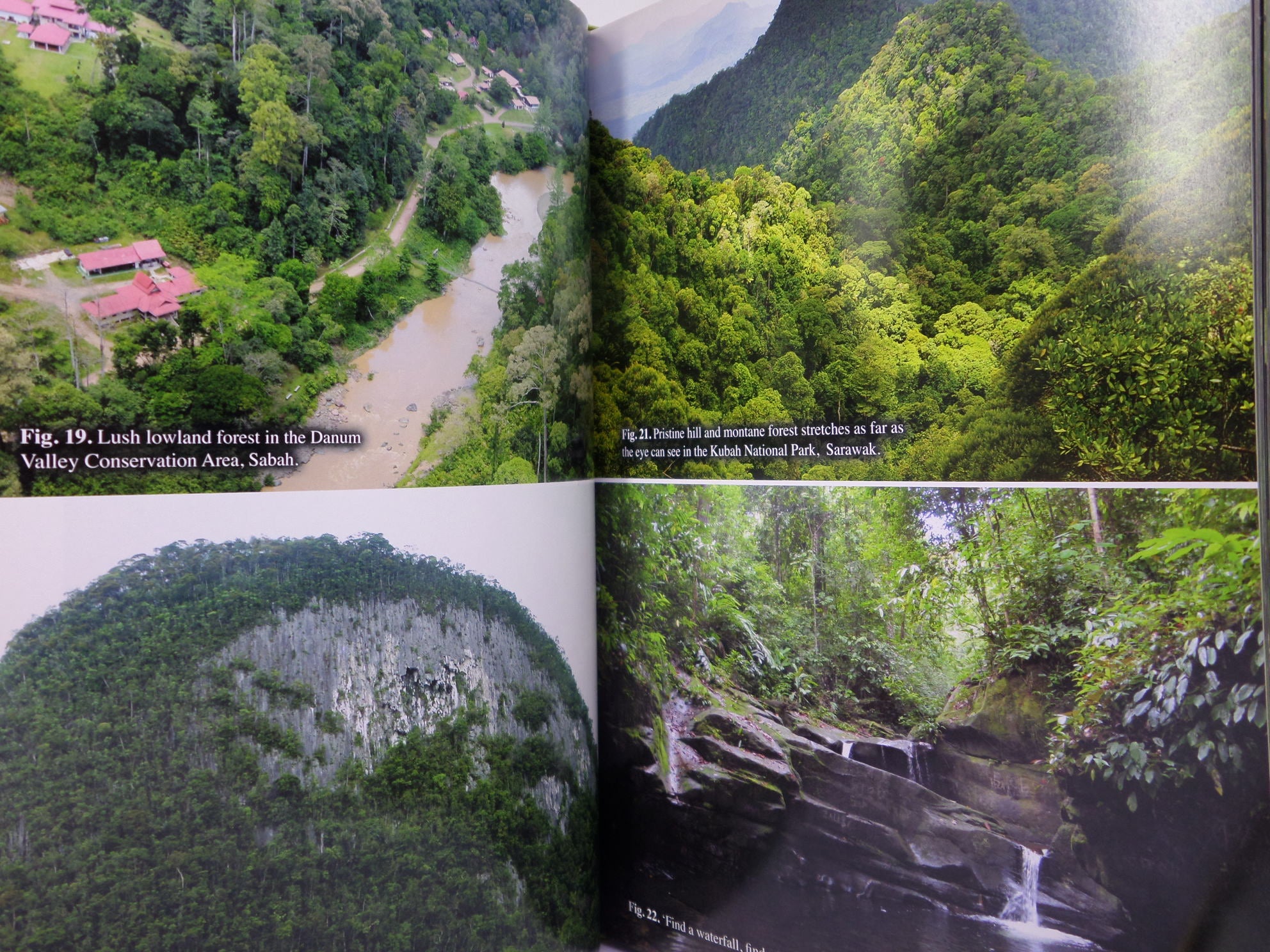 A GUIDE TO BEGONIAS OF BORNEO BY RUTH KIEW 2015 HARDCOVER