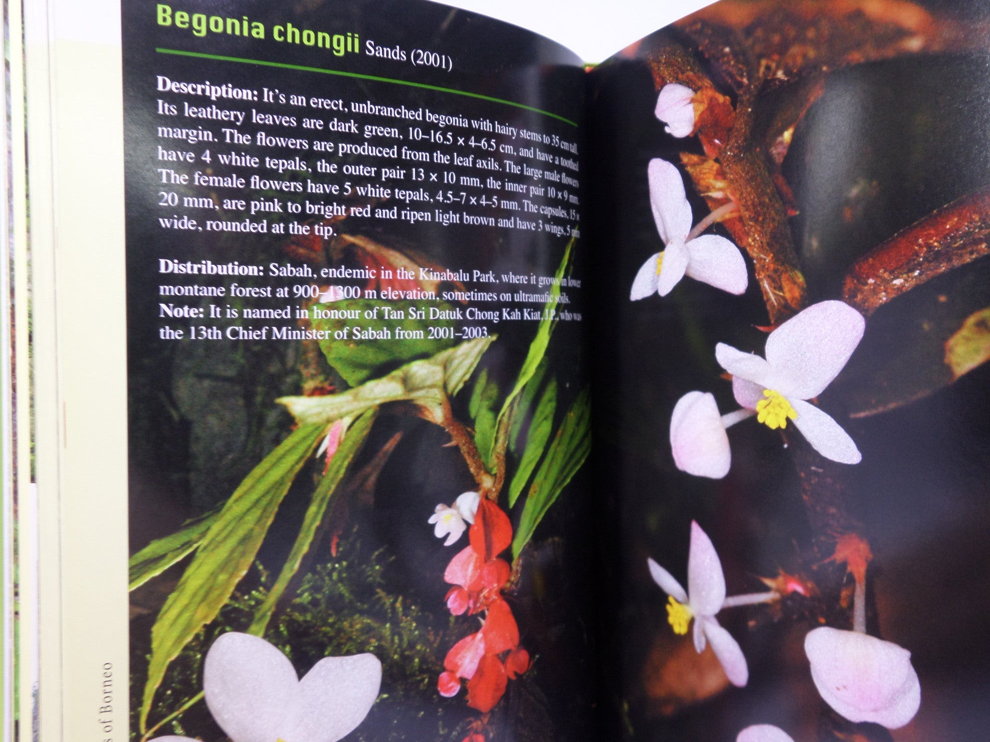 A GUIDE TO BEGONIAS OF BORNEO BY RUTH KIEW 2015 HARDCOVER