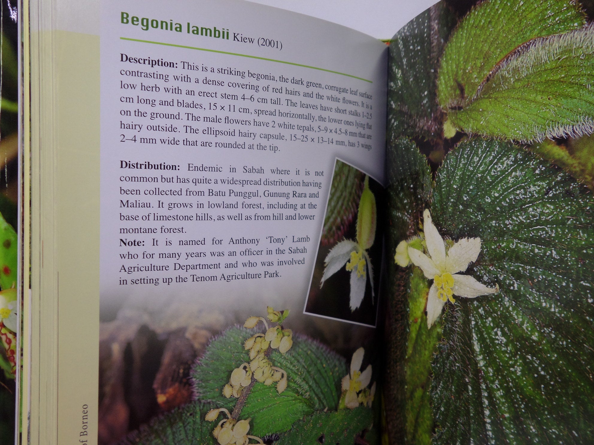 A GUIDE TO BEGONIAS OF BORNEO BY RUTH KIEW 2015 HARDCOVER