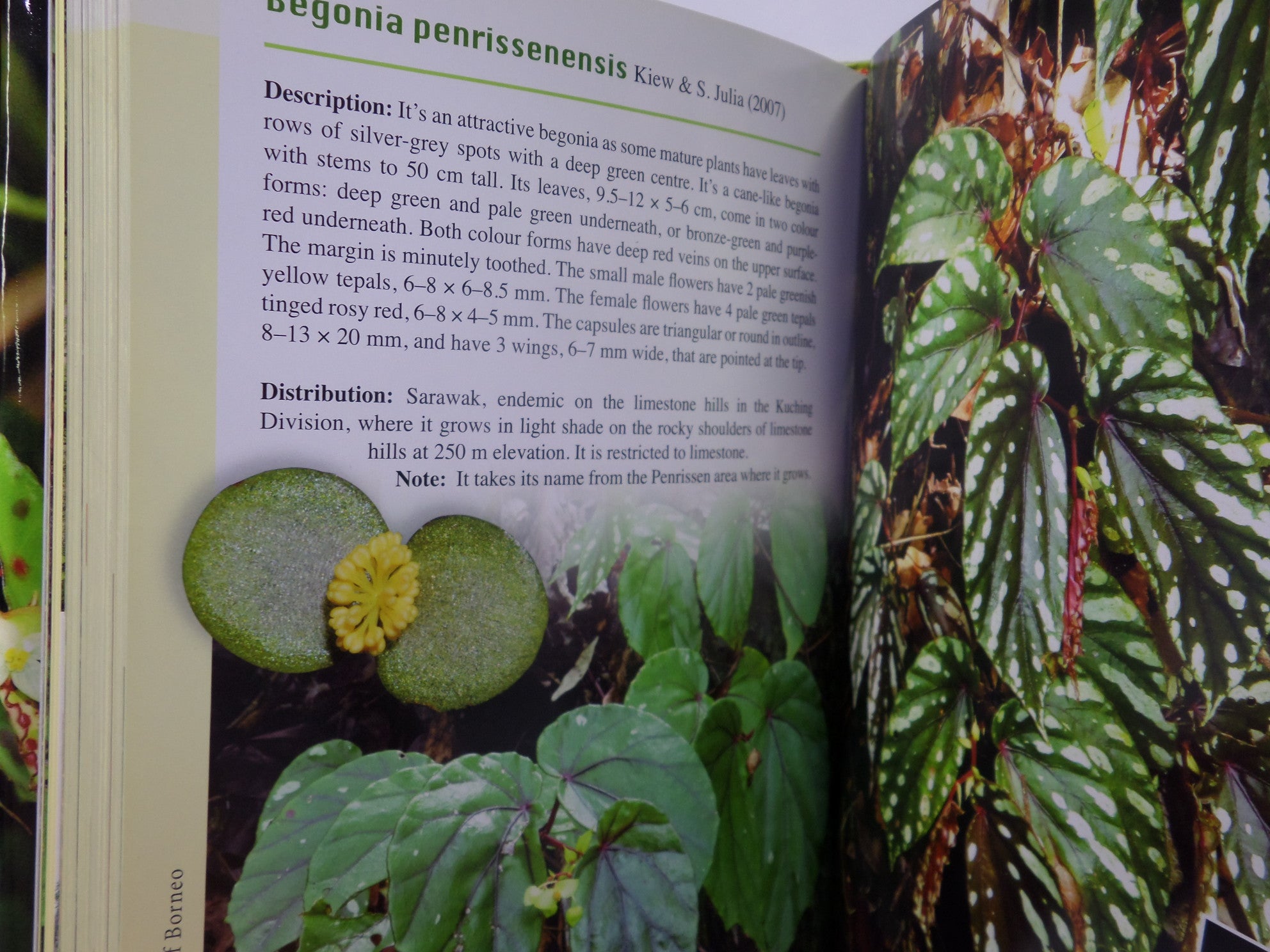 A GUIDE TO BEGONIAS OF BORNEO BY RUTH KIEW 2015 HARDCOVER