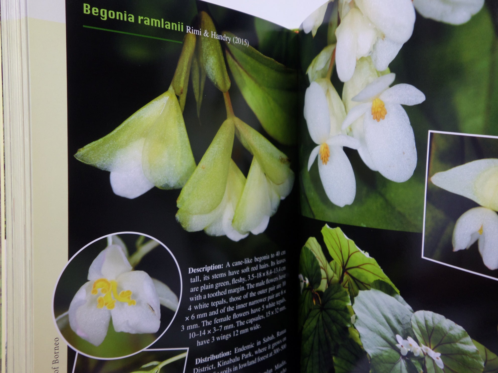 A GUIDE TO BEGONIAS OF BORNEO BY RUTH KIEW 2015 HARDCOVER