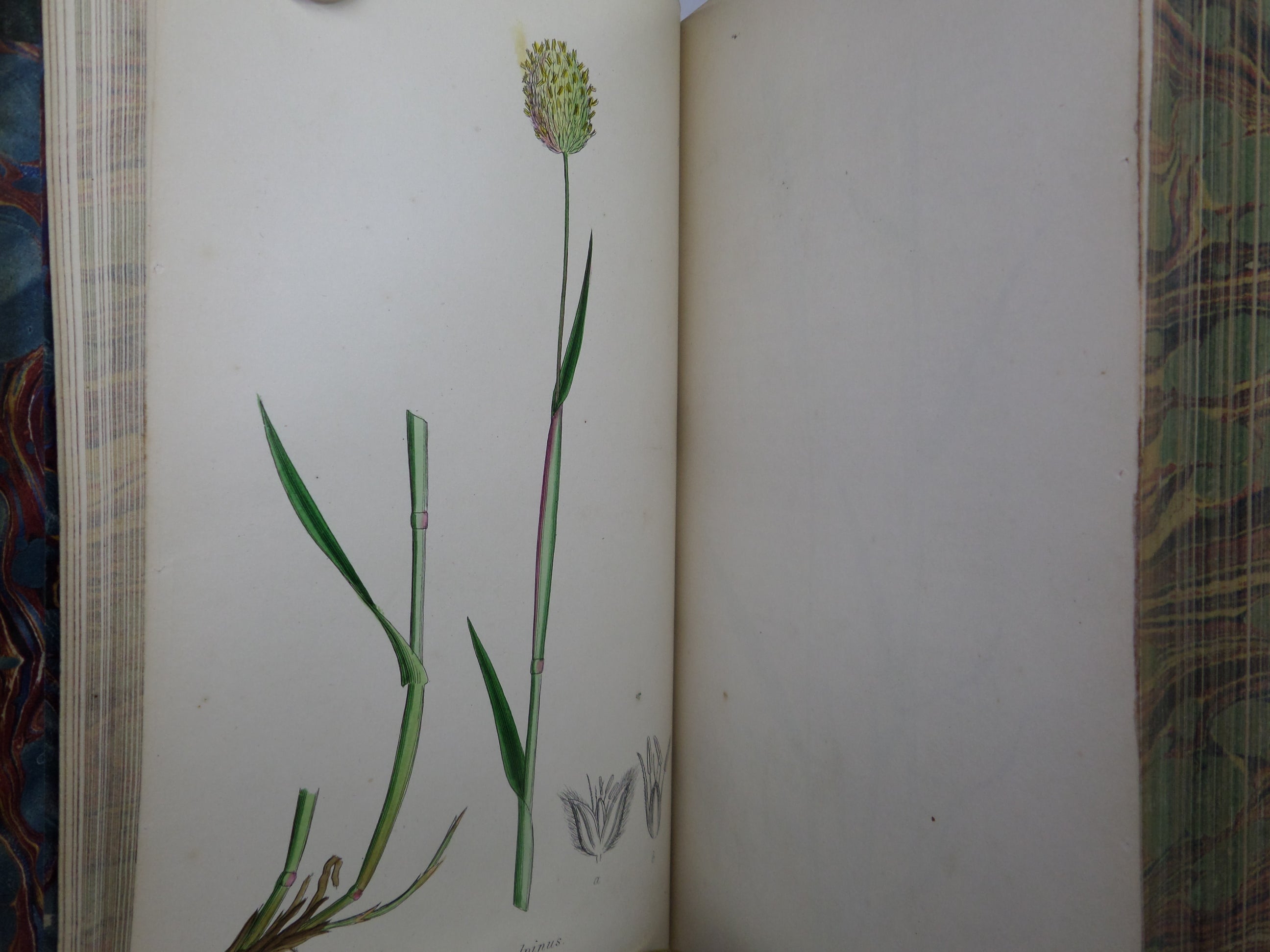 THE GRASSES OF GREAT BRITAIN BY CHARLES JOHNSON C1860 FINE BINDING, JOHN SOWERBY ILLUSTRATIONS