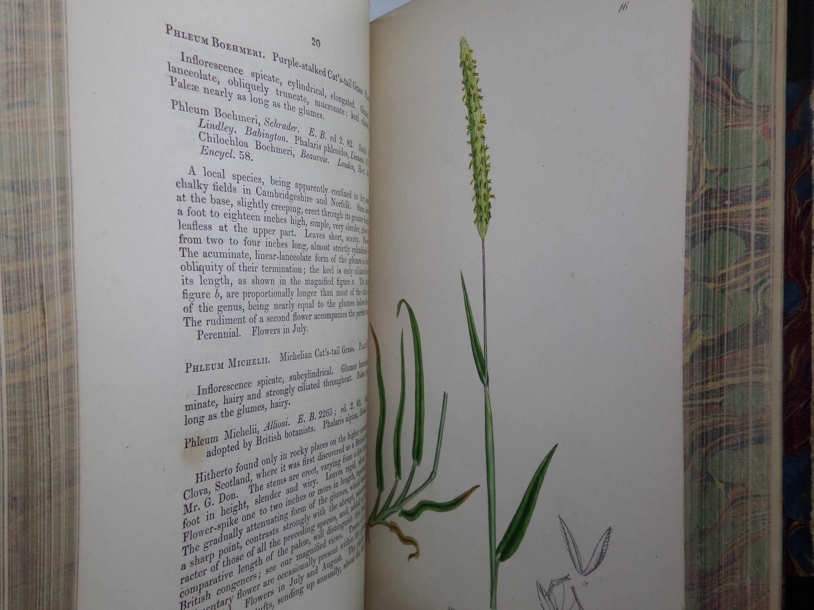 THE GRASSES OF GREAT BRITAIN BY CHARLES JOHNSON C1860 FINE BINDING, JOHN SOWERBY ILLUSTRATIONS