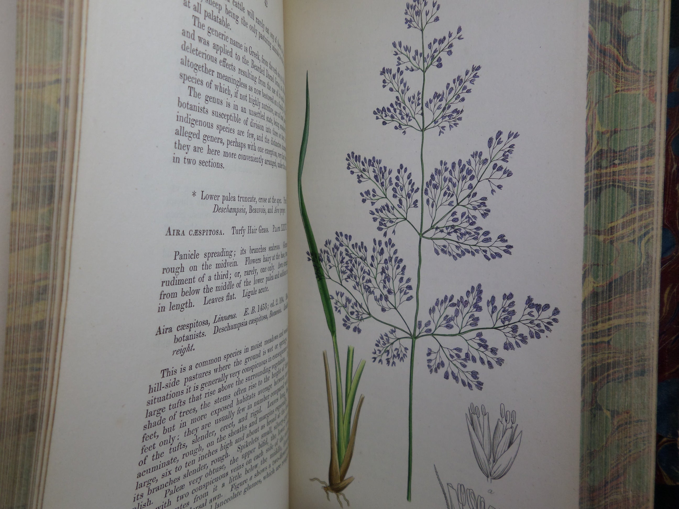 THE GRASSES OF GREAT BRITAIN BY CHARLES JOHNSON C1860 FINE BINDING, JOHN SOWERBY ILLUSTRATIONS