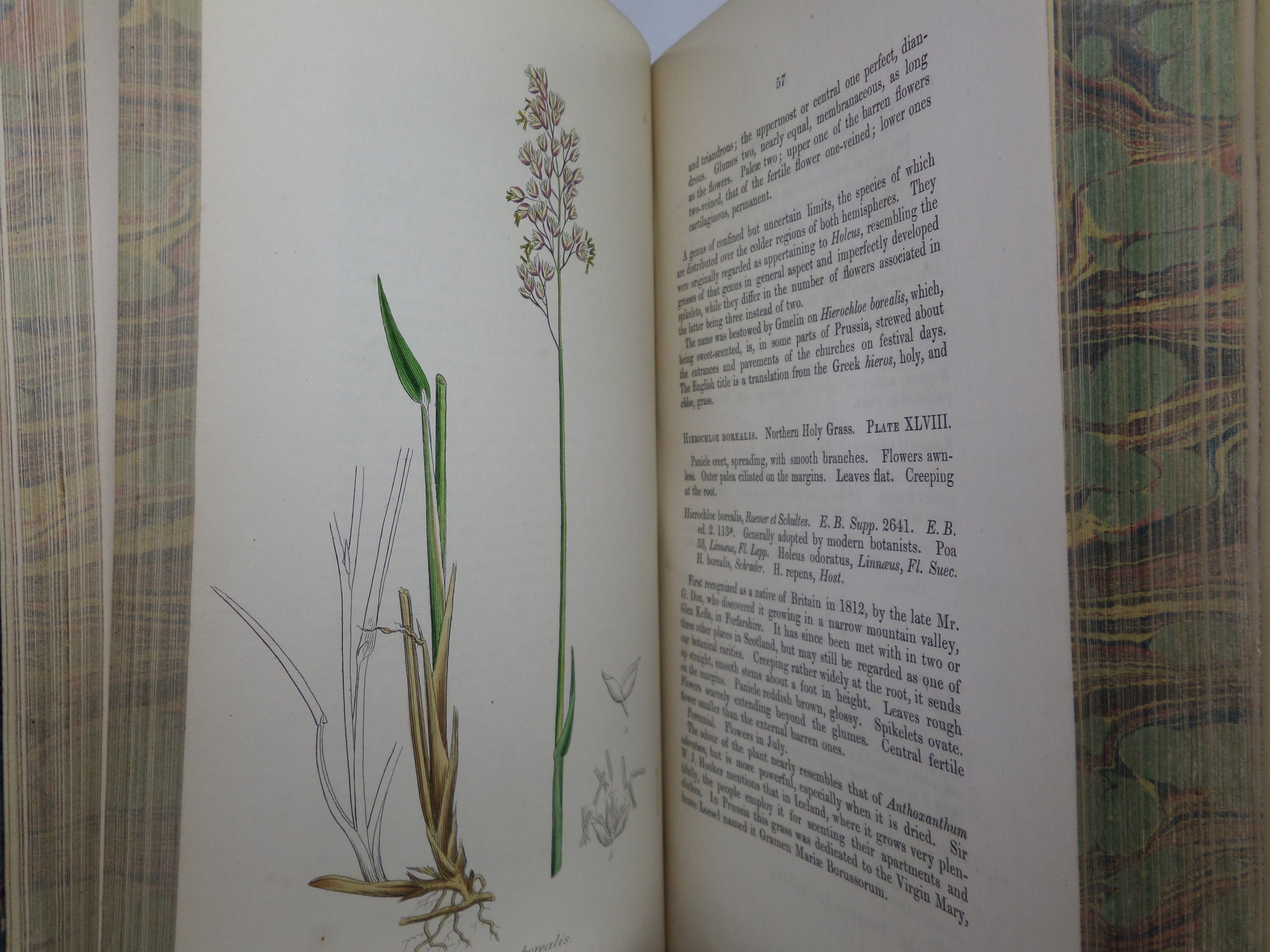 THE GRASSES OF GREAT BRITAIN BY CHARLES JOHNSON C1860 FINE BINDING, JOHN SOWERBY ILLUSTRATIONS