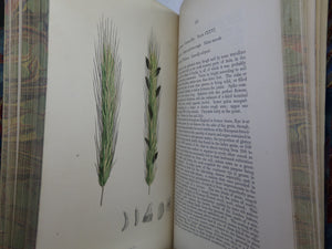 THE GRASSES OF GREAT BRITAIN BY CHARLES JOHNSON C1860 FINE BINDING, JOHN SOWERBY ILLUSTRATIONS