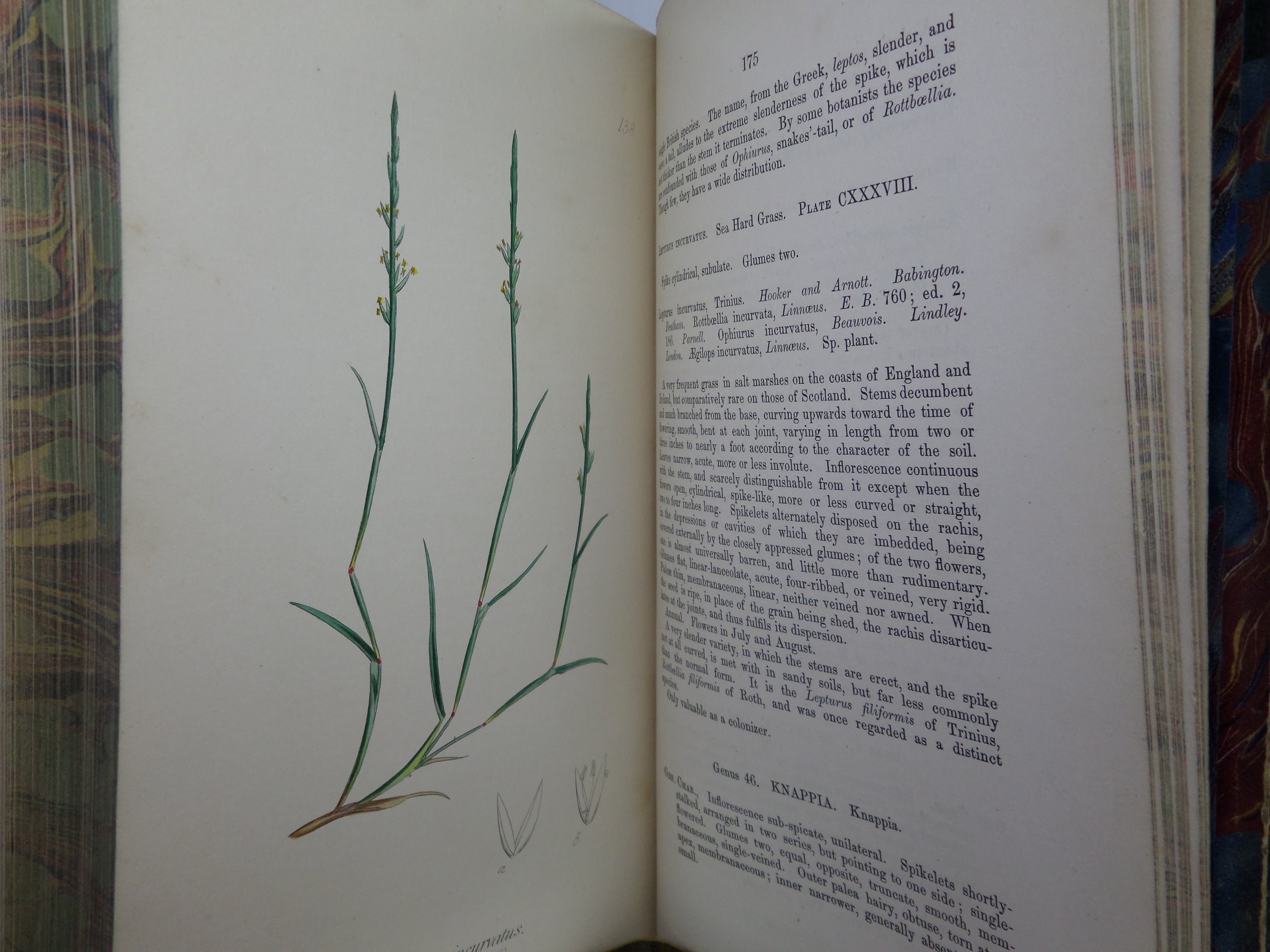 THE GRASSES OF GREAT BRITAIN BY CHARLES JOHNSON C1860 FINE BINDING, JOHN SOWERBY ILLUSTRATIONS