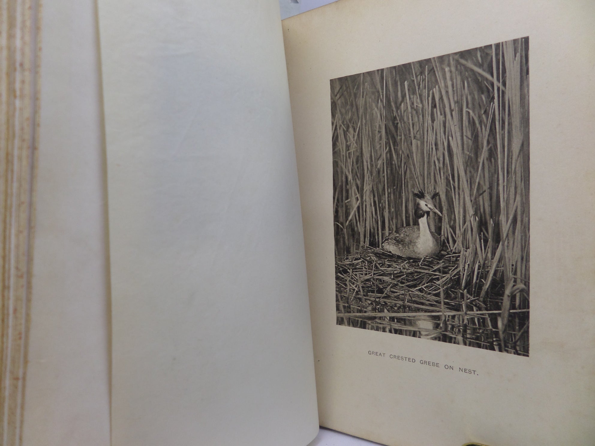 BRITISH BIRDS NESTS BY RICHARD KEARTON 1908 LEATHER BINDING