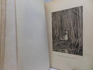 BRITISH BIRDS NESTS BY RICHARD KEARTON 1908 LEATHER BINDING