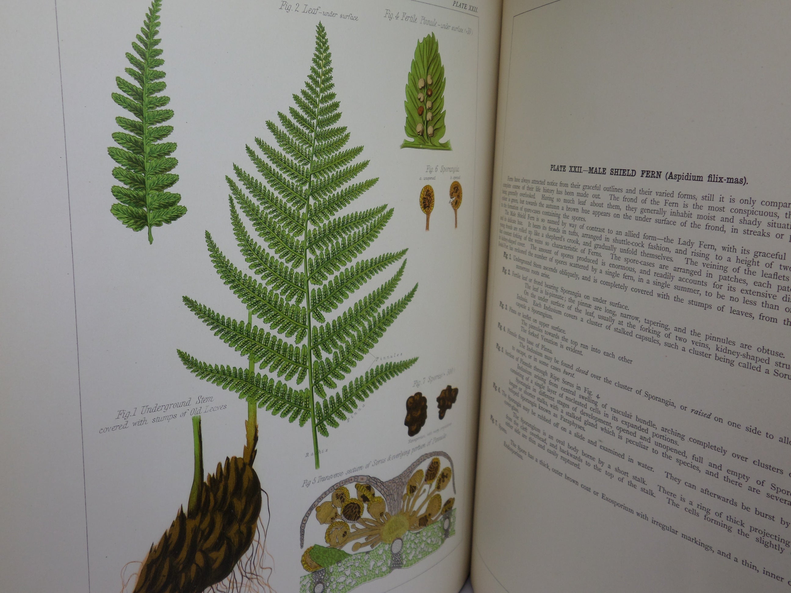 THE BOTANICAL ATLAS; A GUIDE TO THE PRACTICAL STUDY OF PLANTS BY DANIEL MCALPINE 1883