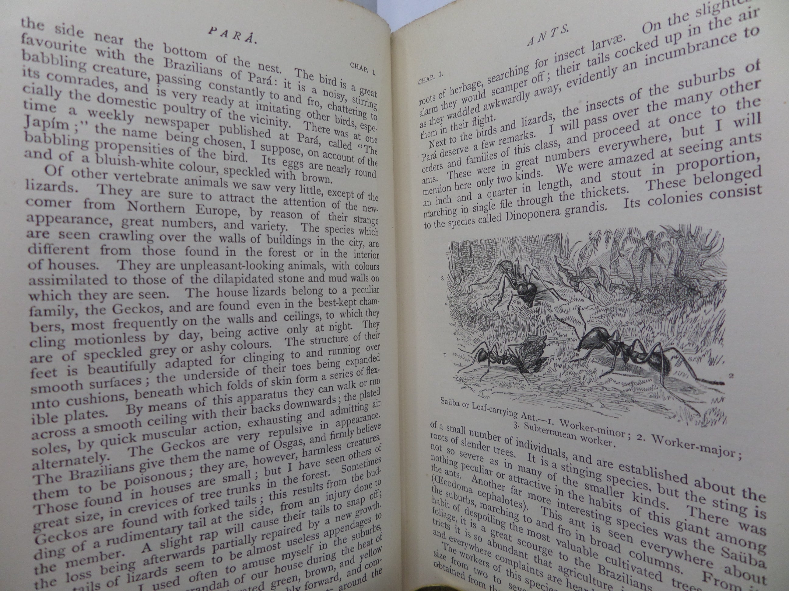 THE NATURALIST ON THE RIVER AMAZONS BY HENRY WALTER BATES 1895 SEVENTH EDITION