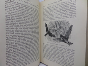 THE NATURALIST ON THE RIVER AMAZONS BY HENRY WALTER BATES 1895 SEVENTH EDITION