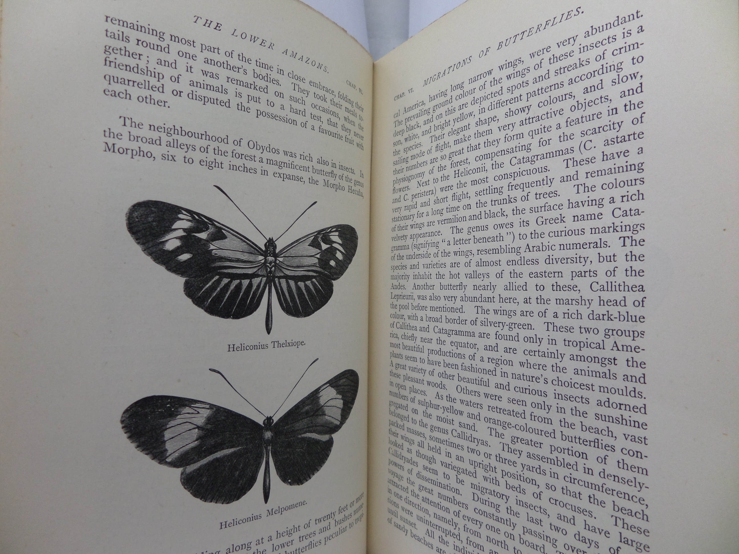 THE NATURALIST ON THE RIVER AMAZONS BY HENRY WALTER BATES 1895 SEVENTH EDITION