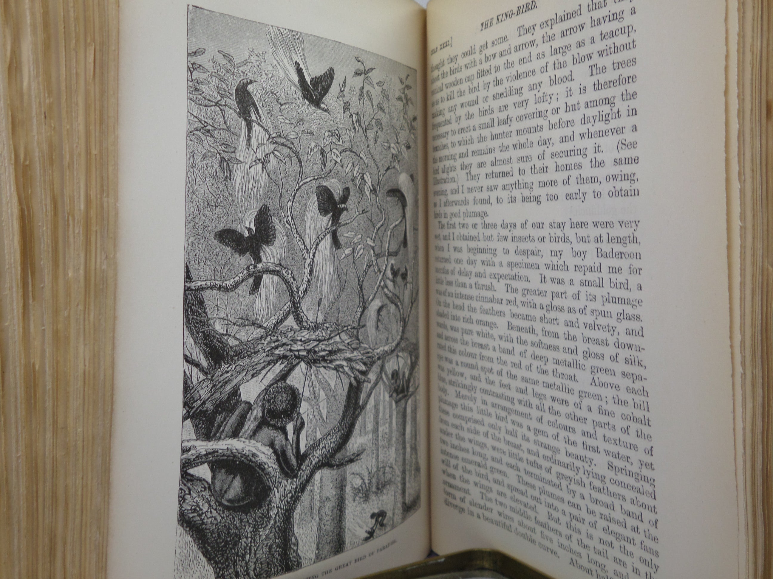 THE MALAY ARCHIPELAGO BY ALFRED RUSSEL WALLACE 1886