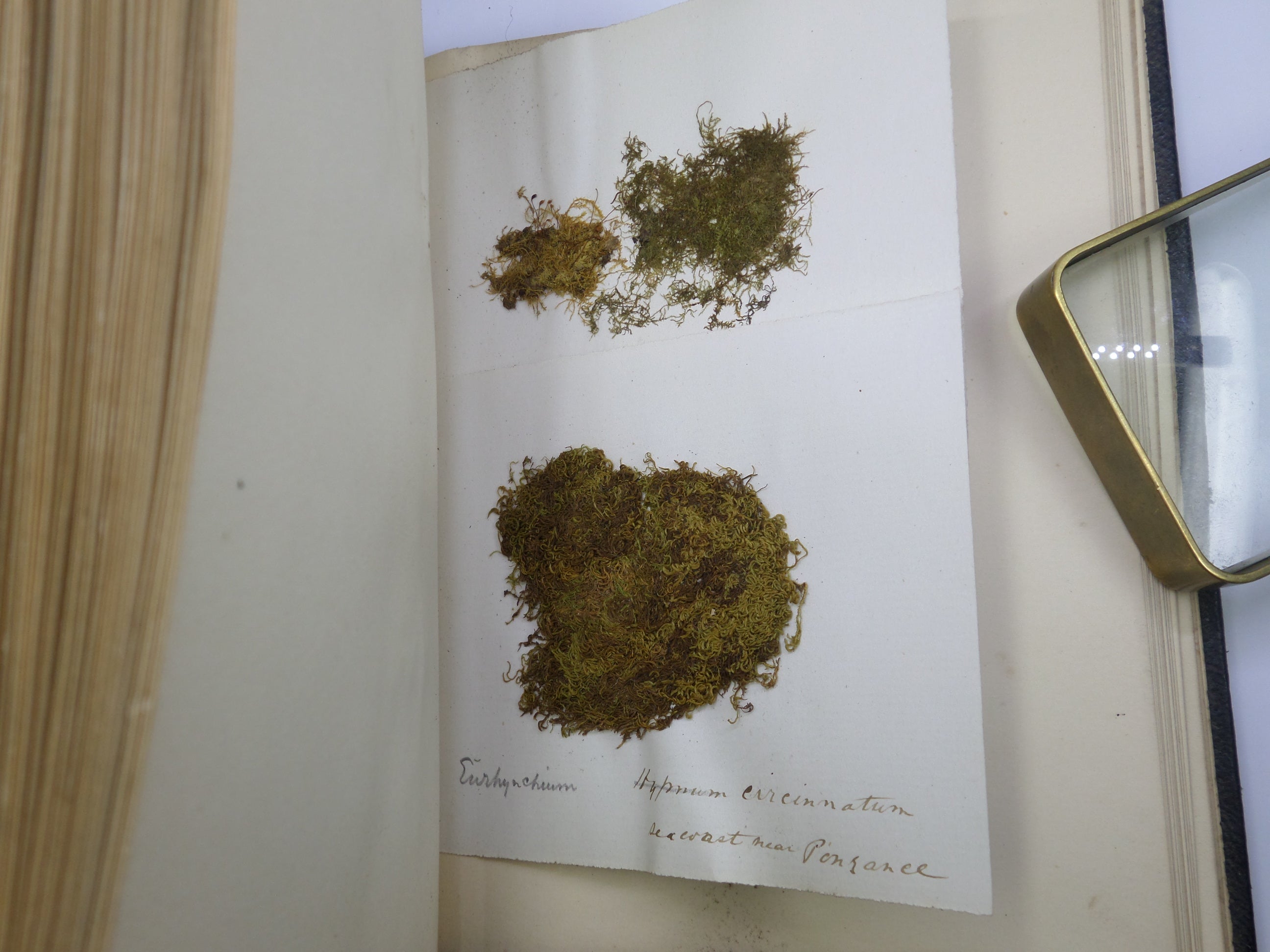 BRITISH BOTANY - HERBARIUM ALBUMS CONTAINING 130 MOSS SPECIMENS 1868-6 ...