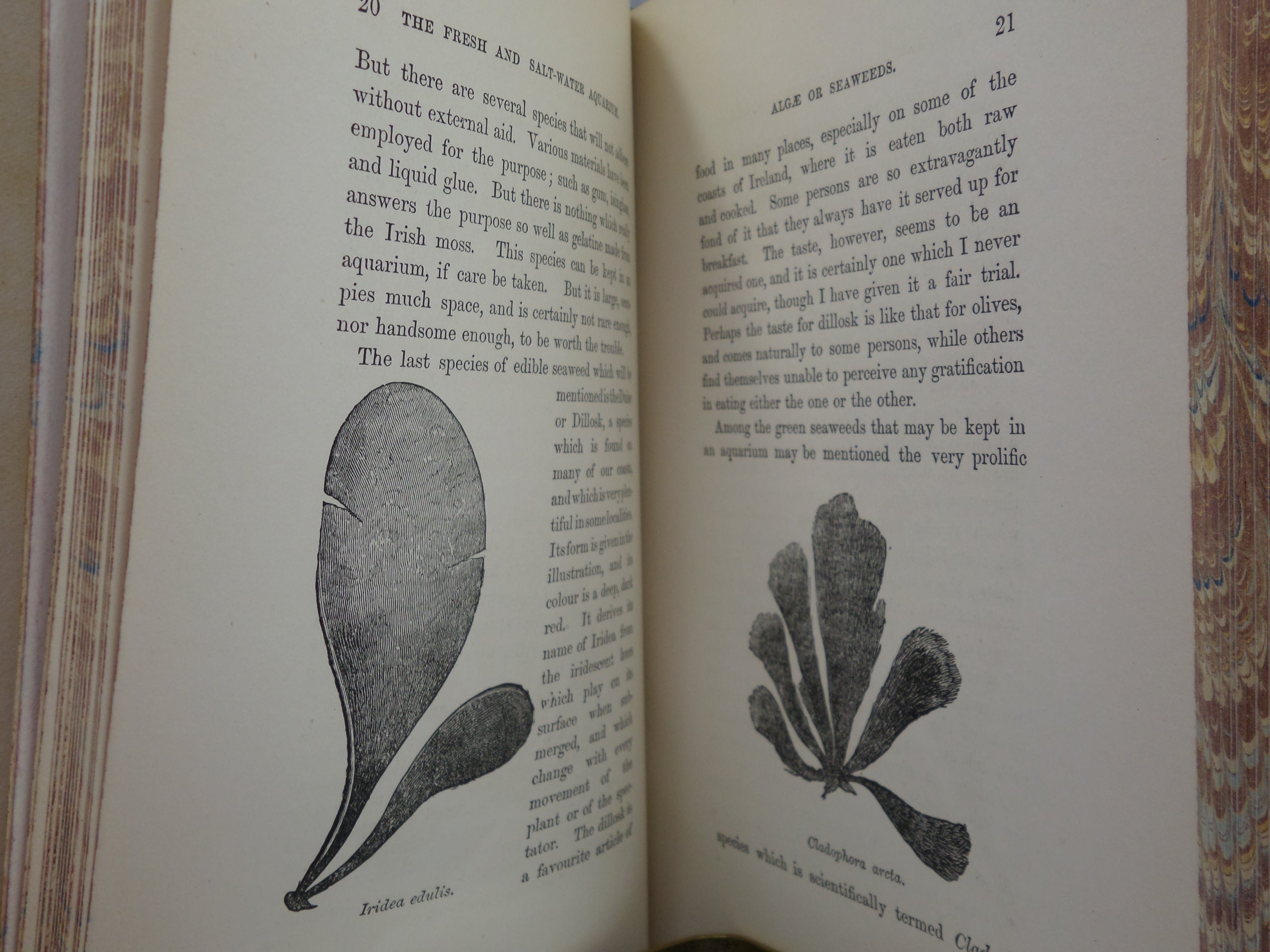 THE FRESH & SALT-WATER AQUARIUM BY J.G. WOOD 1868 FIRST EDITION, LEATHER-BOUND