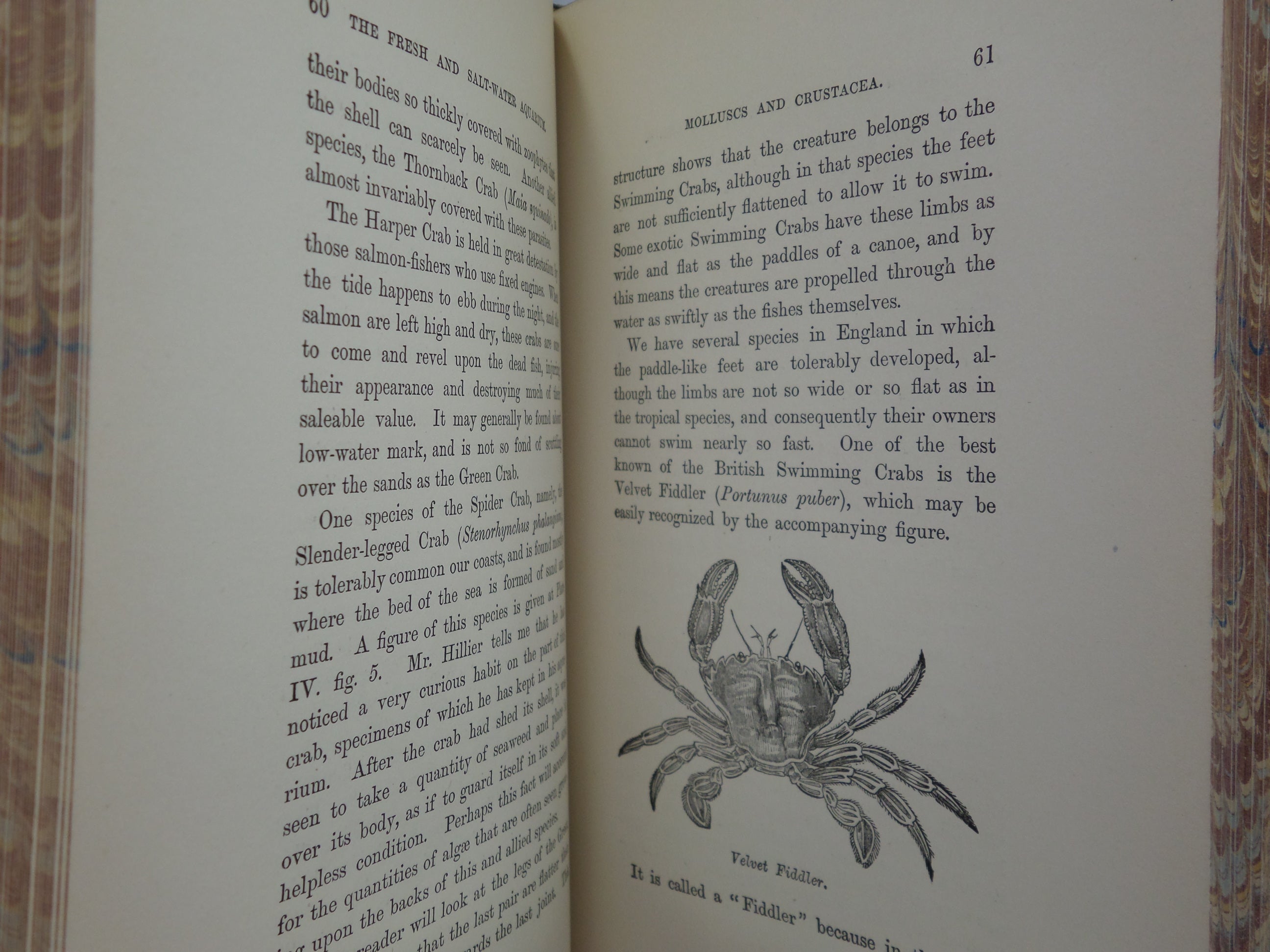 THE FRESH & SALT-WATER AQUARIUM BY J.G. WOOD 1868 FIRST EDITION, LEATHER-BOUND