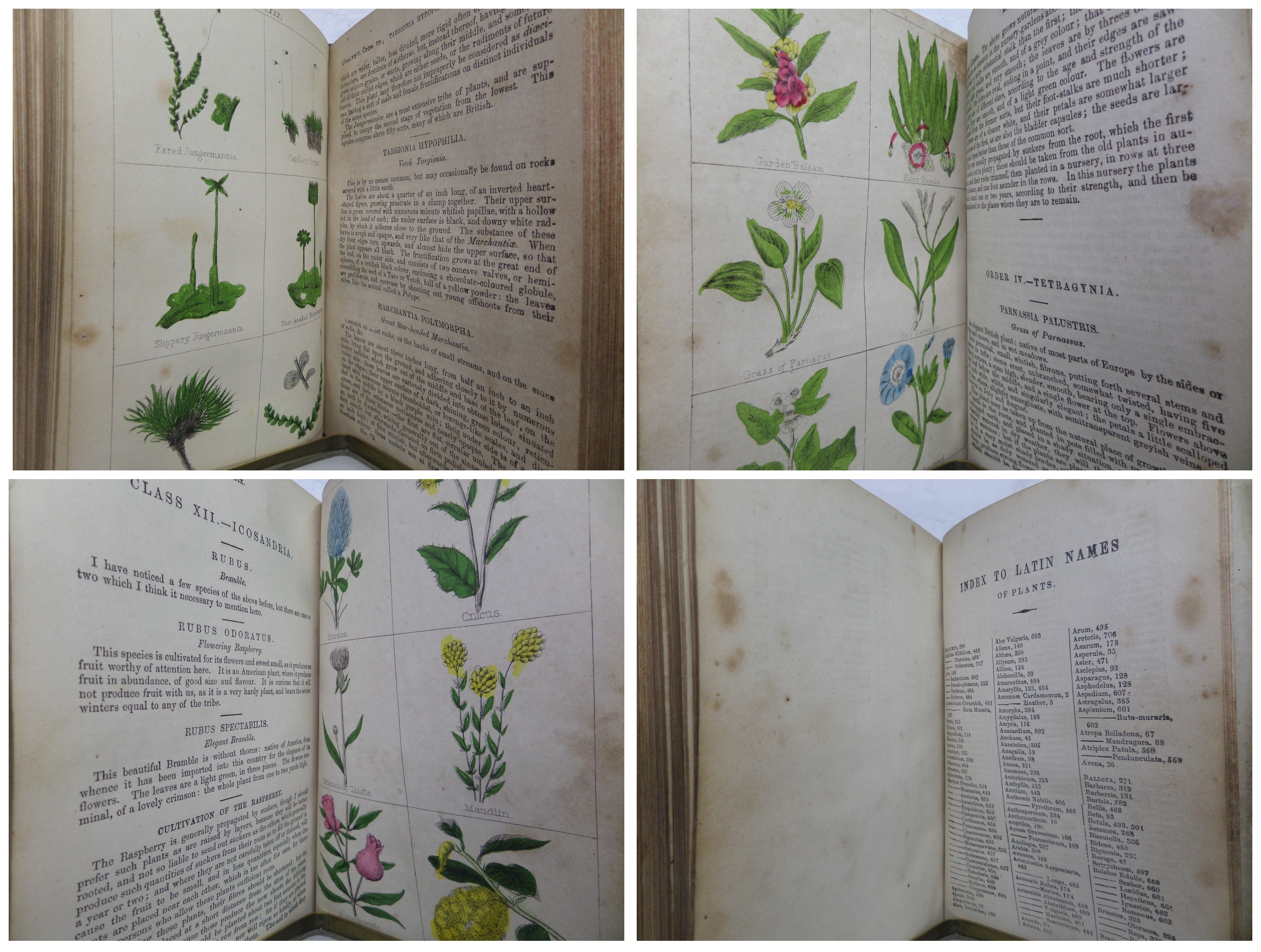 NEW CYCLOPAEDIA OF BOTANY AND COMPLETE BOOK OF HERBS BY RICHARD BROOK IN TWO VOLUMES C.1854