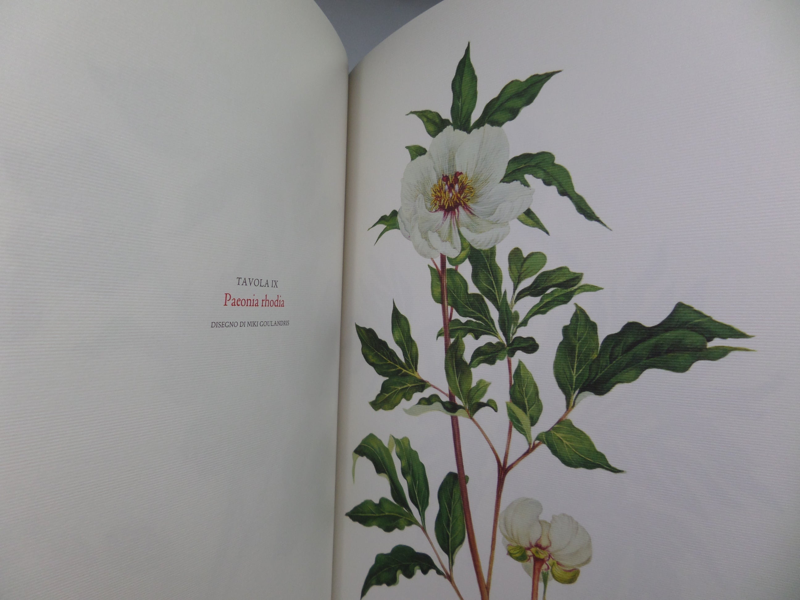 THE BOOK OF MEDITERRANEAN PEONIES BY GIAN LUPO OSTI 2006 FIRST EDITION HARDCOVER