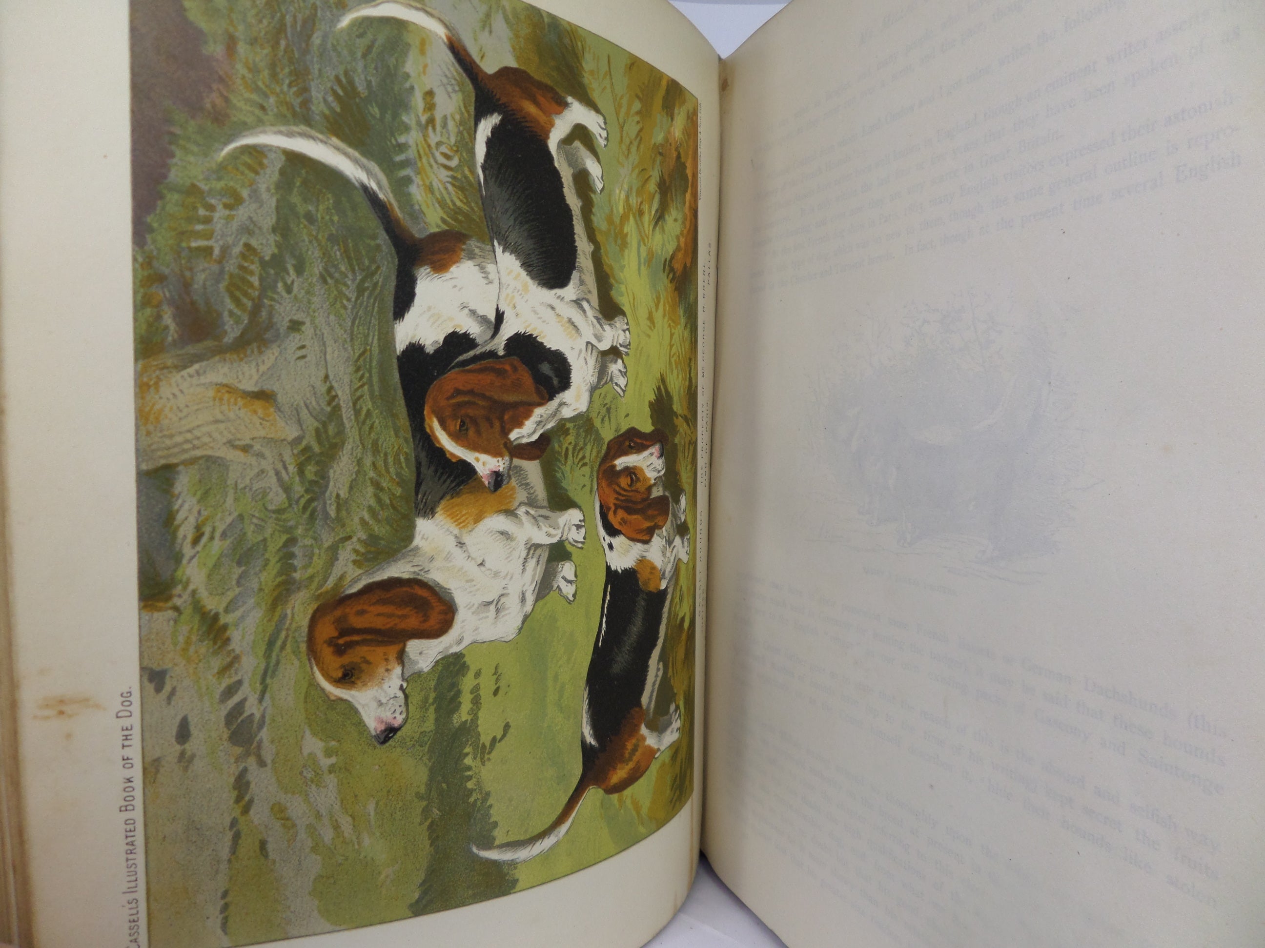 THE ILLUSTRATED BOOK OF THE DOG BY VERO SHAW 1881 FIRST EDITION