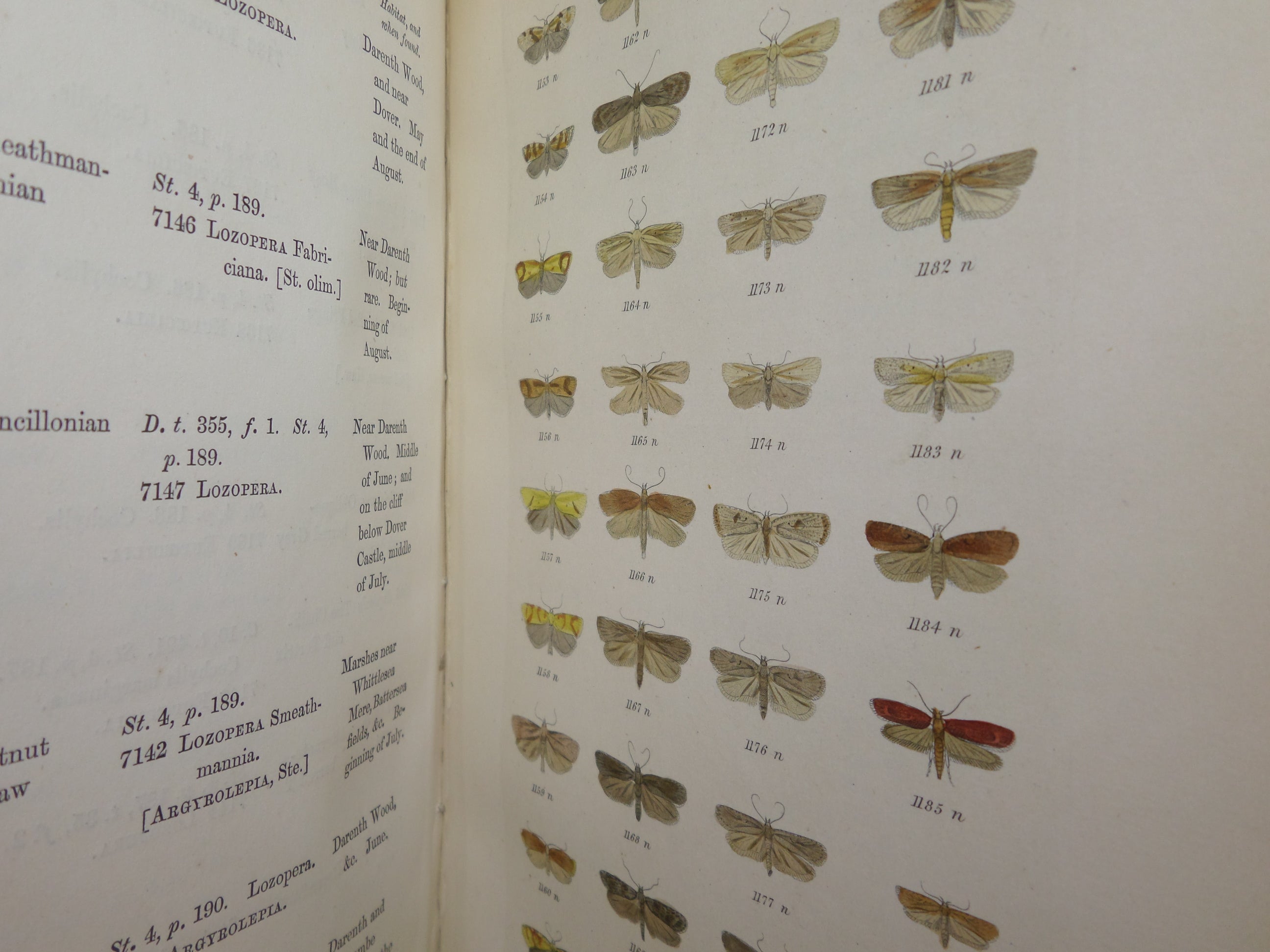 INDEX ENTOMOLOGICUS; A COMPLETE ILLUSTRATED CATALOGUE OF THE LEPIDOPTEROUS 1854