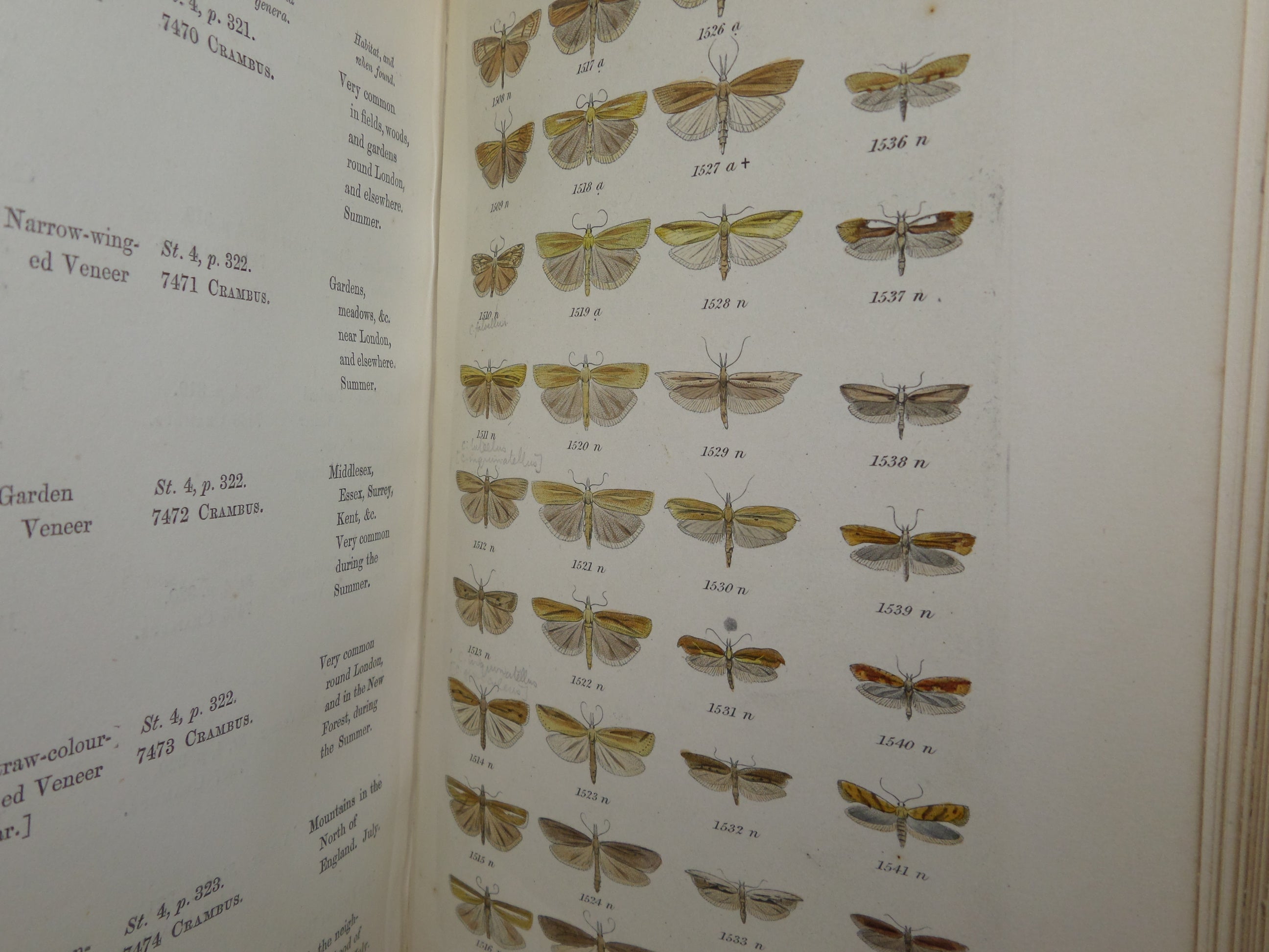 INDEX ENTOMOLOGICUS; A COMPLETE ILLUSTRATED CATALOGUE OF THE LEPIDOPTEROUS 1854