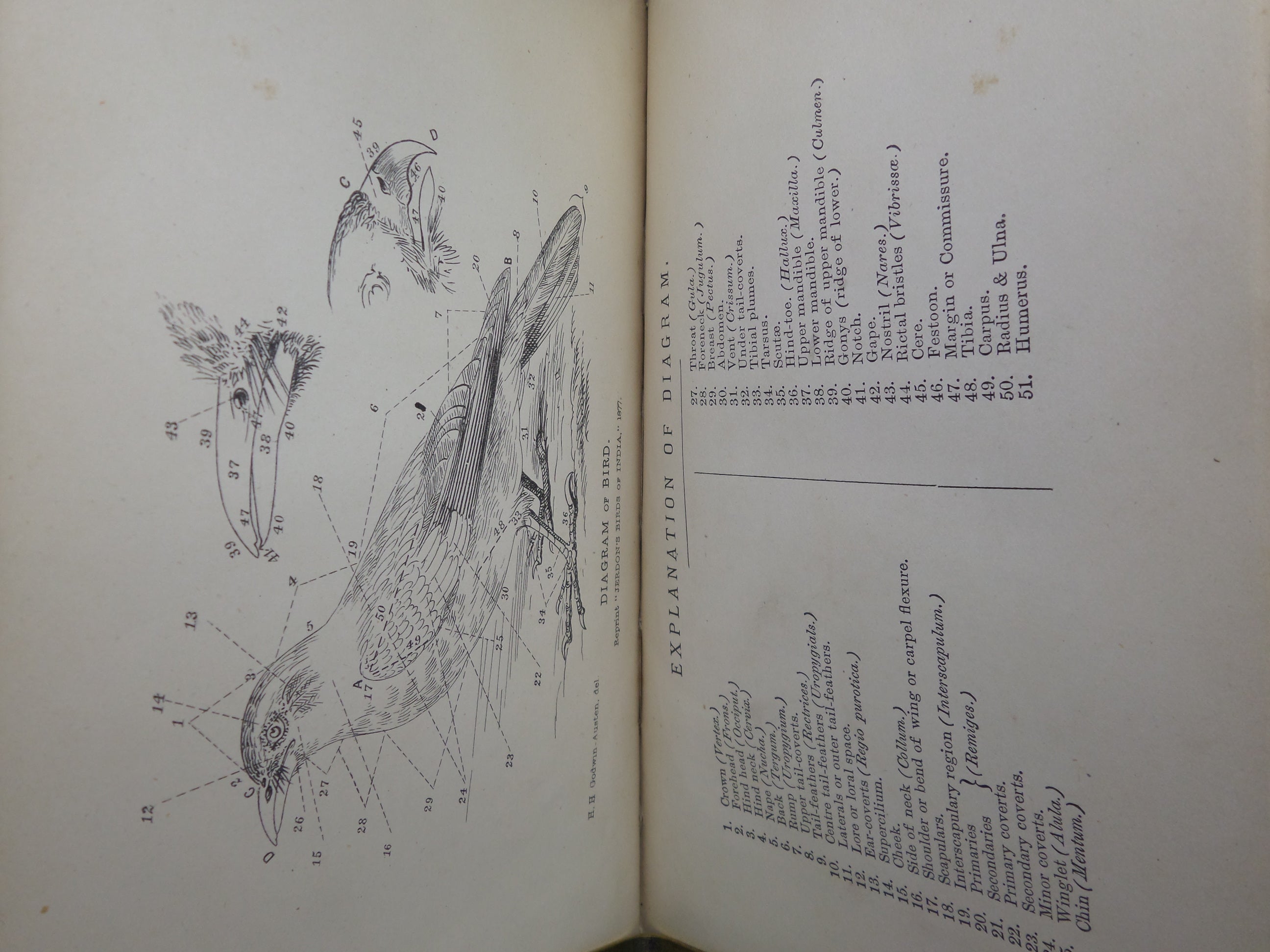 THE BIRDS OF INDIA - MANUAL OF ORNITHOLOGY BY T.C. JERDON 1877 LEATHER-BOUND SET