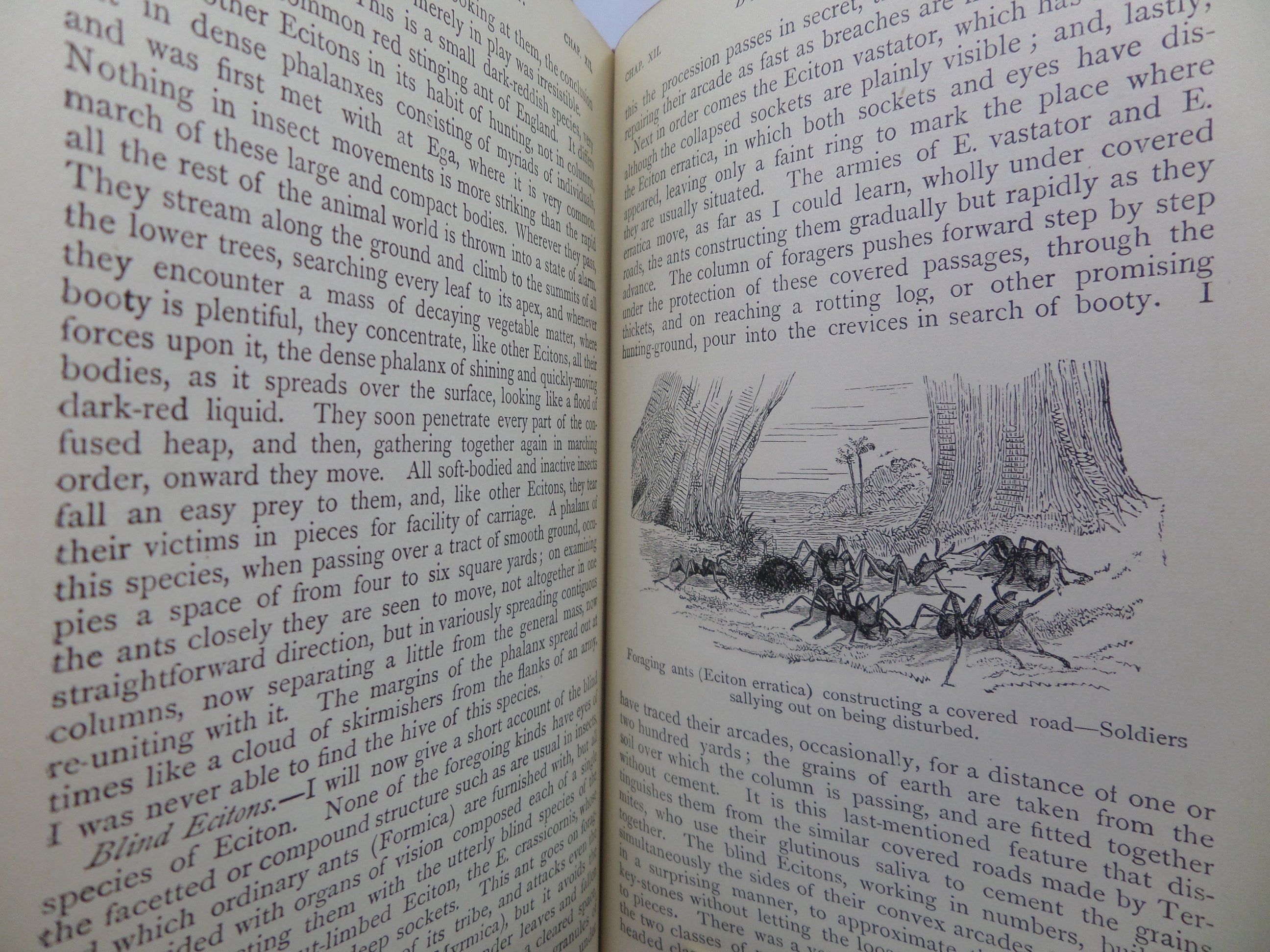 NATURALIST ON THE RIVER AMAZONS BY HENRY WALTER BATES 1915 FINE LEATHER BINDING