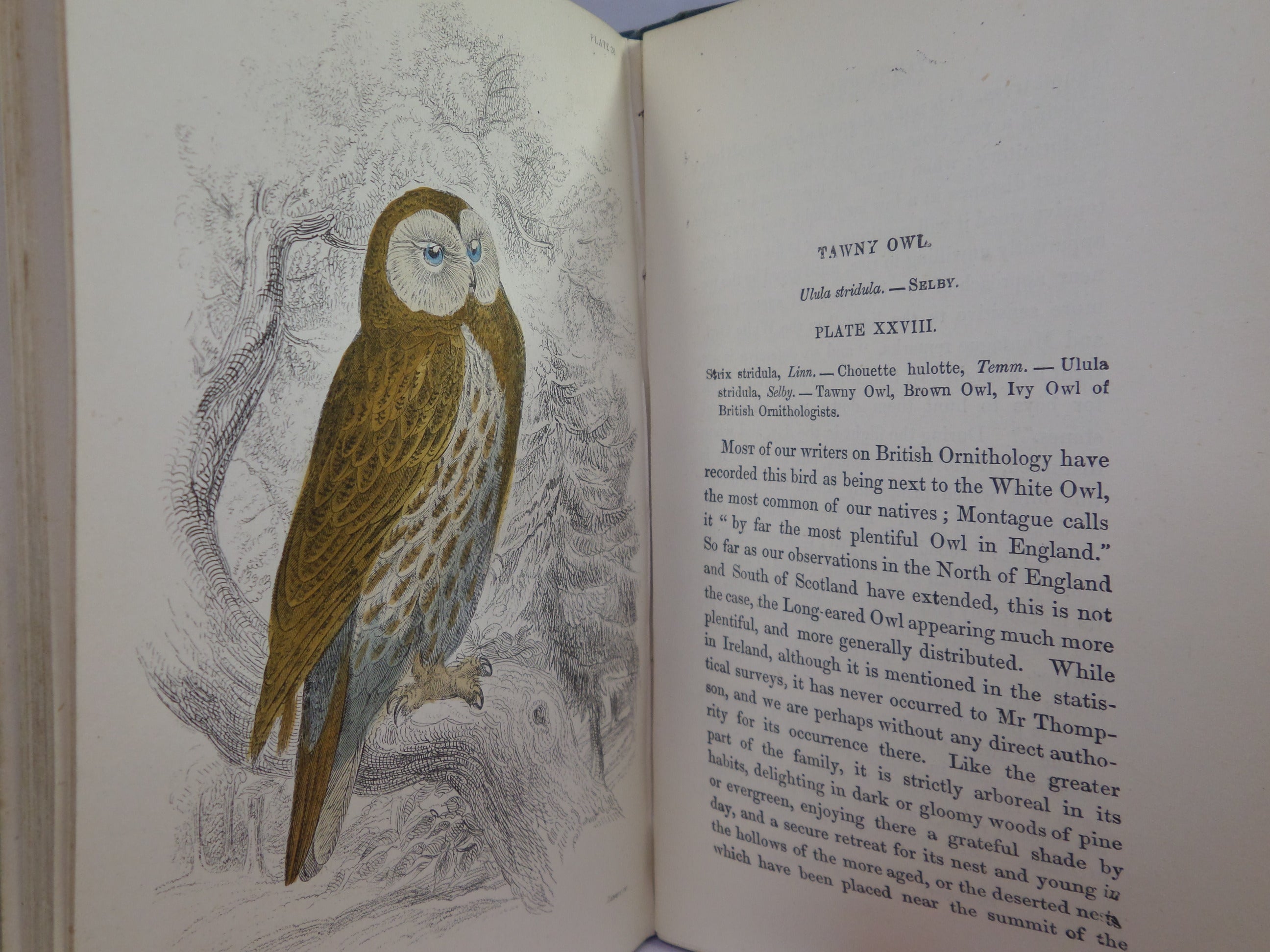 THE BIRDS OF GREAT BRITAIN AND IRELAND BY WILLIAM JARDINE C.1876 IN FOUR VOLUMES