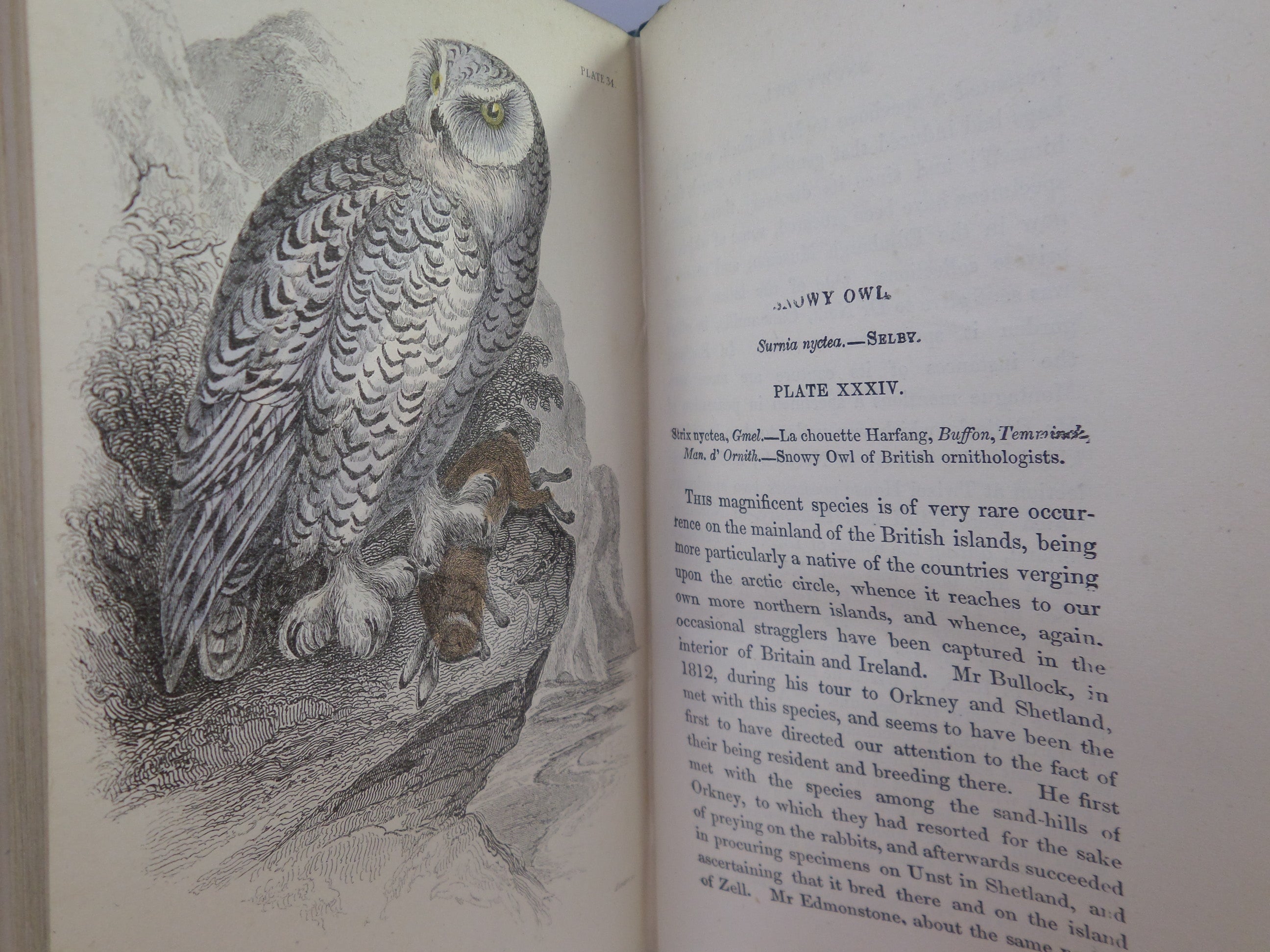 THE BIRDS OF GREAT BRITAIN AND IRELAND BY WILLIAM JARDINE C.1876 IN FOUR VOLUMES