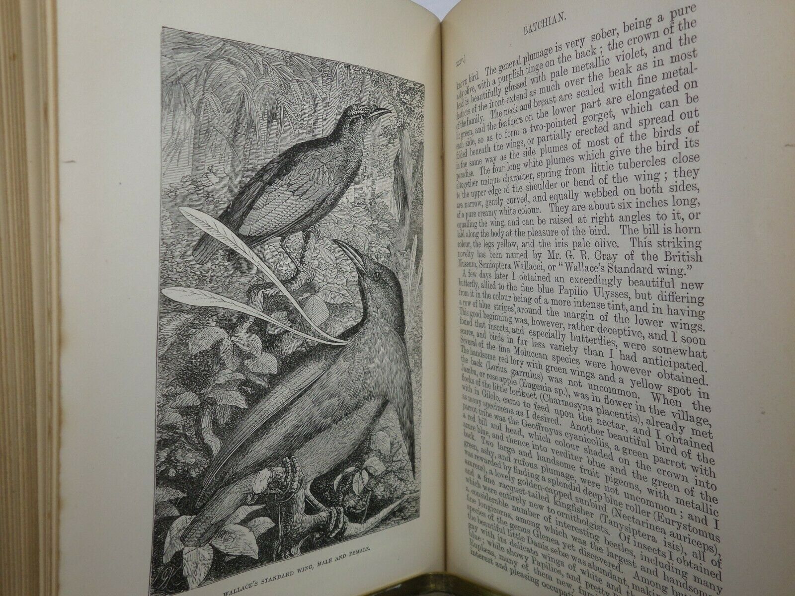 THE MALAY ARCHIPELAGO BY ALFRED RUSSEL WALLACE 1890 TENTH EDITION