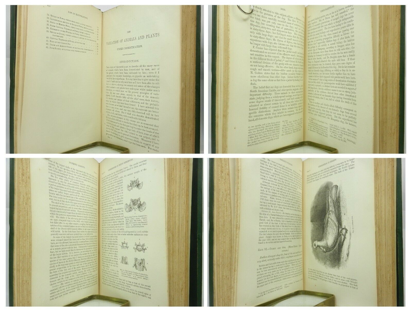 VARIATION OF ANIMALS & PLANTS UNDER DOMESTICATION BY CHARLES DARWIN 1868 FIRST EDITION, FIRST IMPRESSION