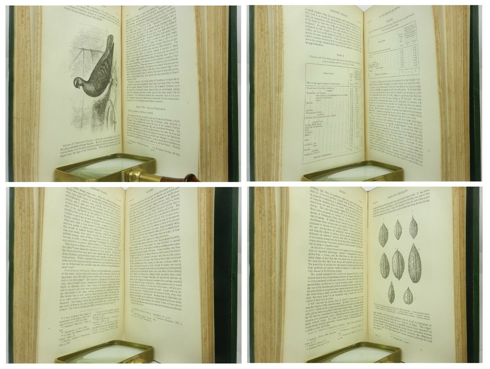 VARIATION OF ANIMALS & PLANTS UNDER DOMESTICATION BY CHARLES DARWIN 1868 FIRST EDITION, FIRST IMPRESSION